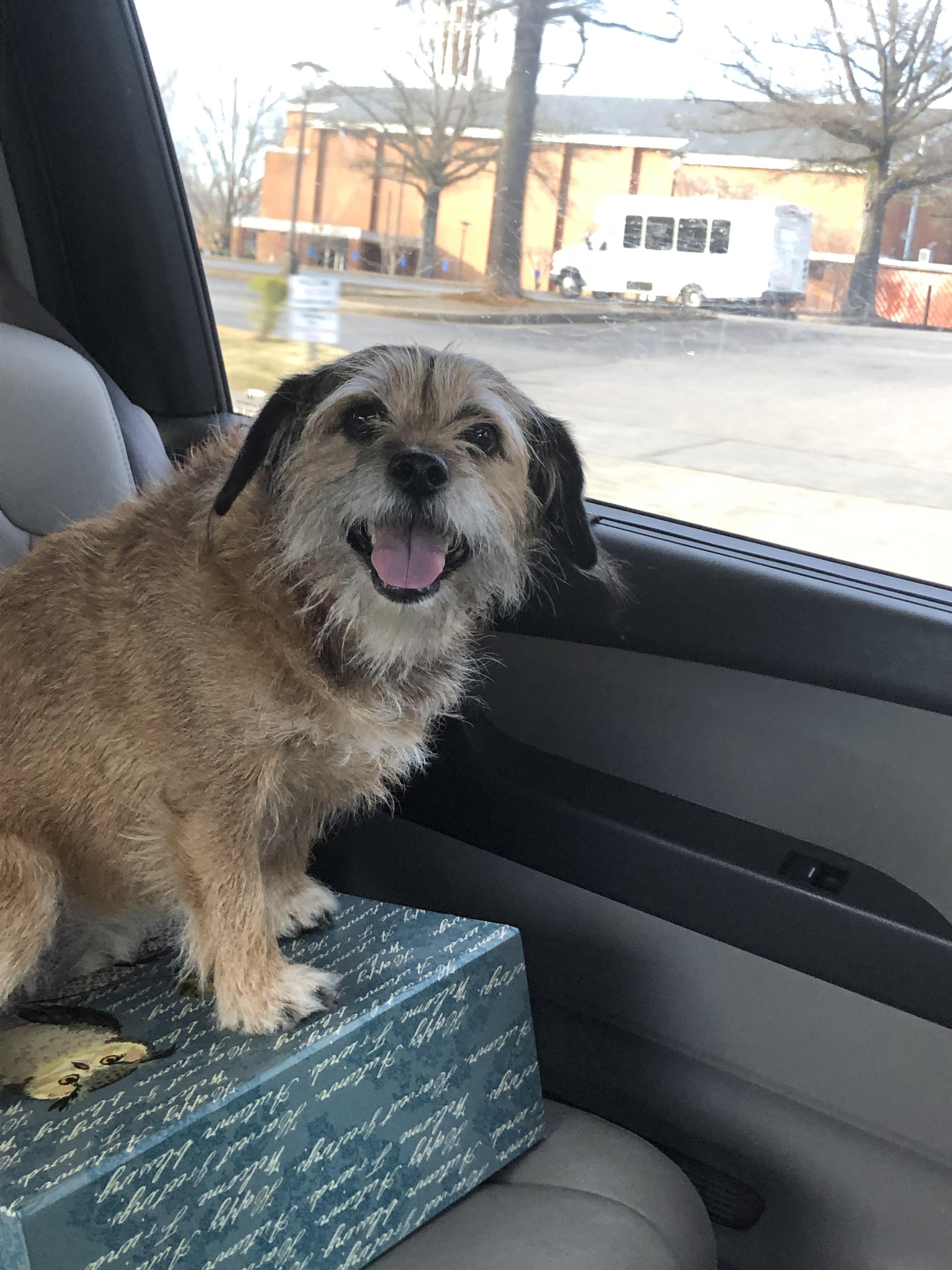 The living brillo pad is my dog biscuit. Most people say she looks