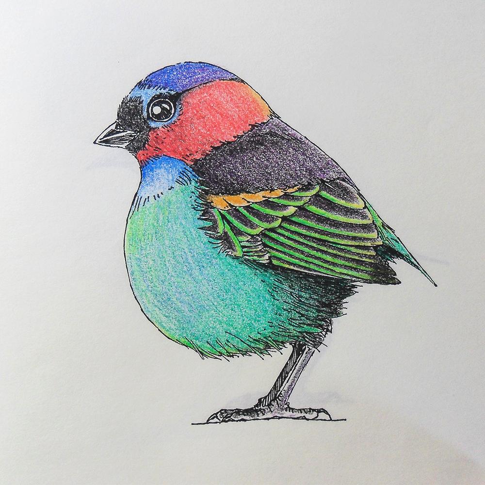 fat bird sketch "Redneck Tanager" ^_^ sketches