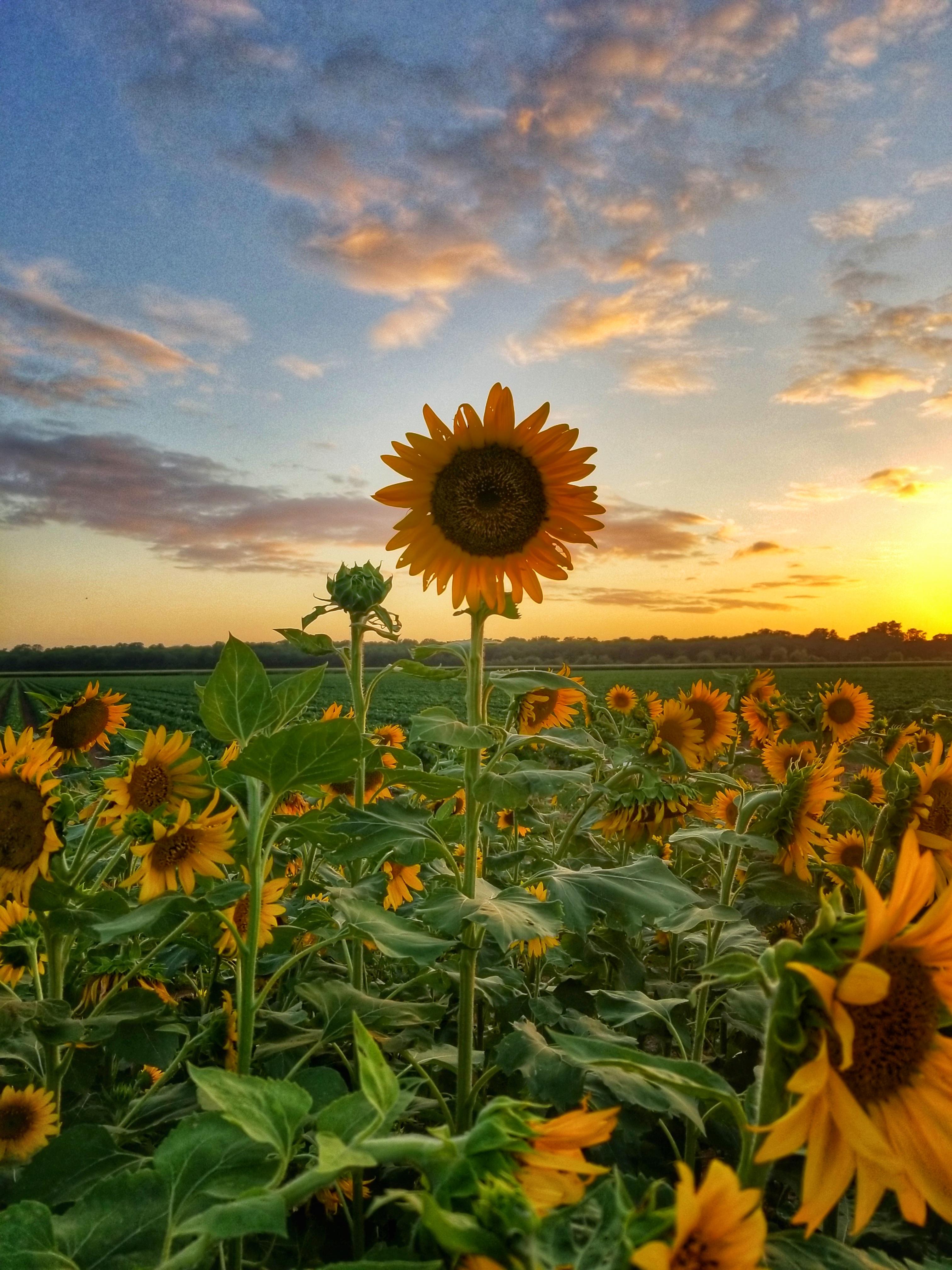 [TTM] Field of sunflowers at sunset. r/flowers