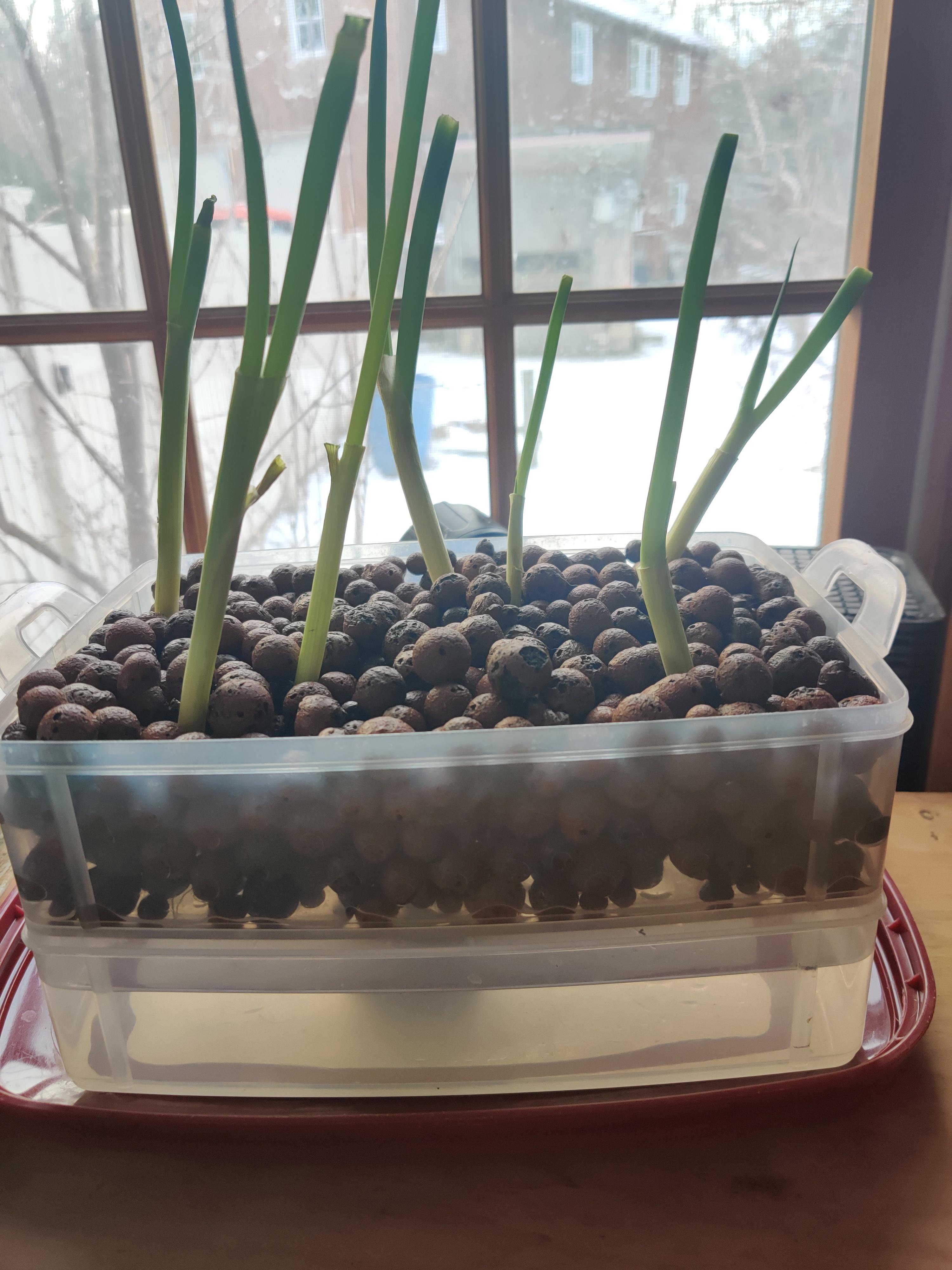 Green onion propagation using simple ebb and flow (and very convenient
