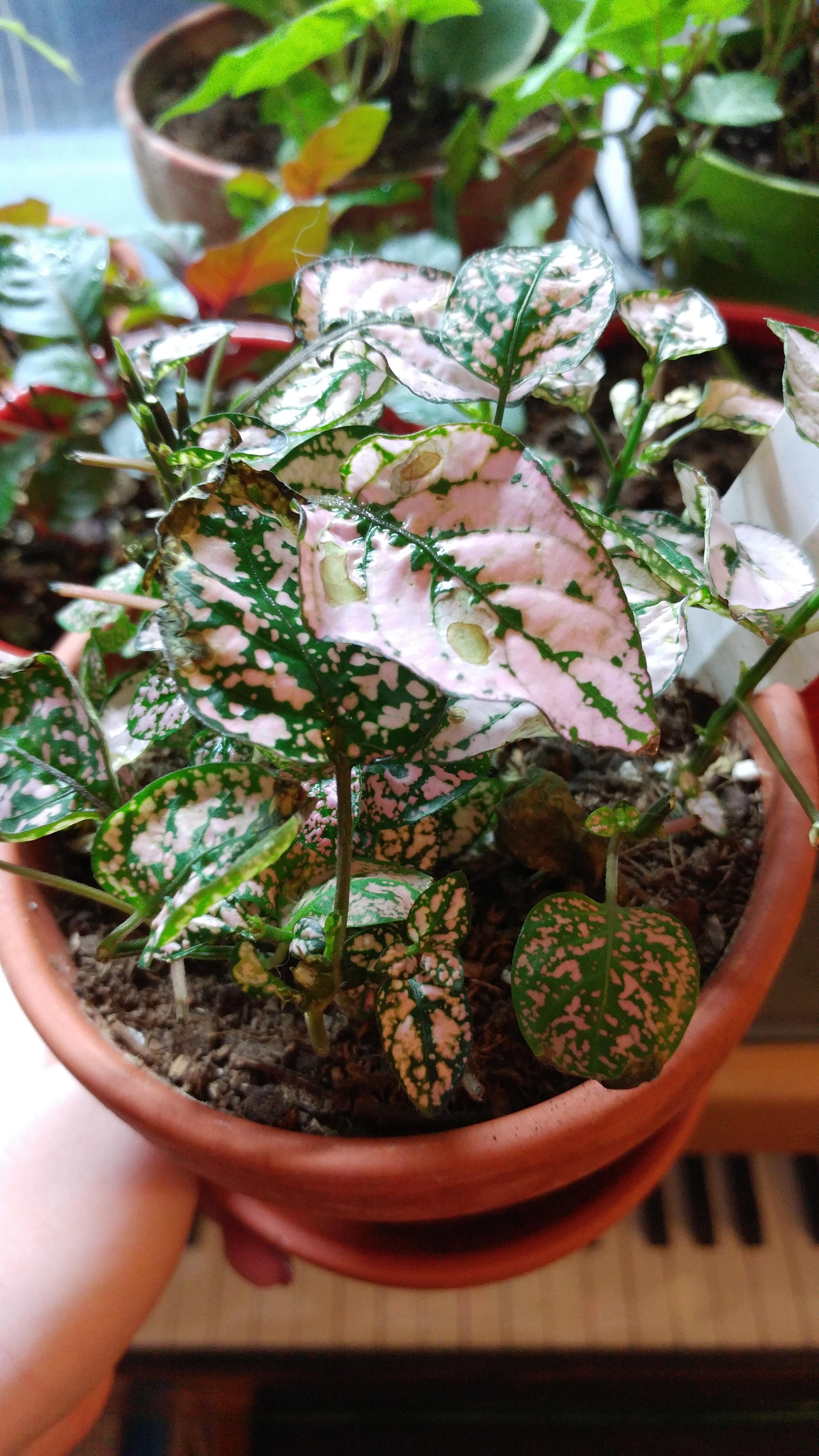 My polka dot plant is not happy with me. More info in comments