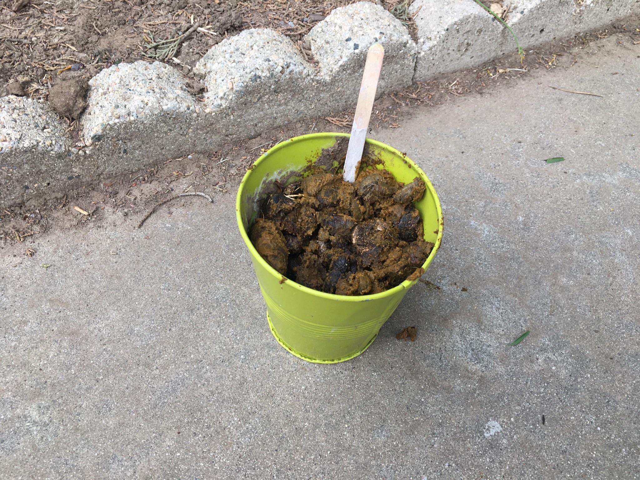 Kids are throwing dog poop at each other and having dog poop fights r