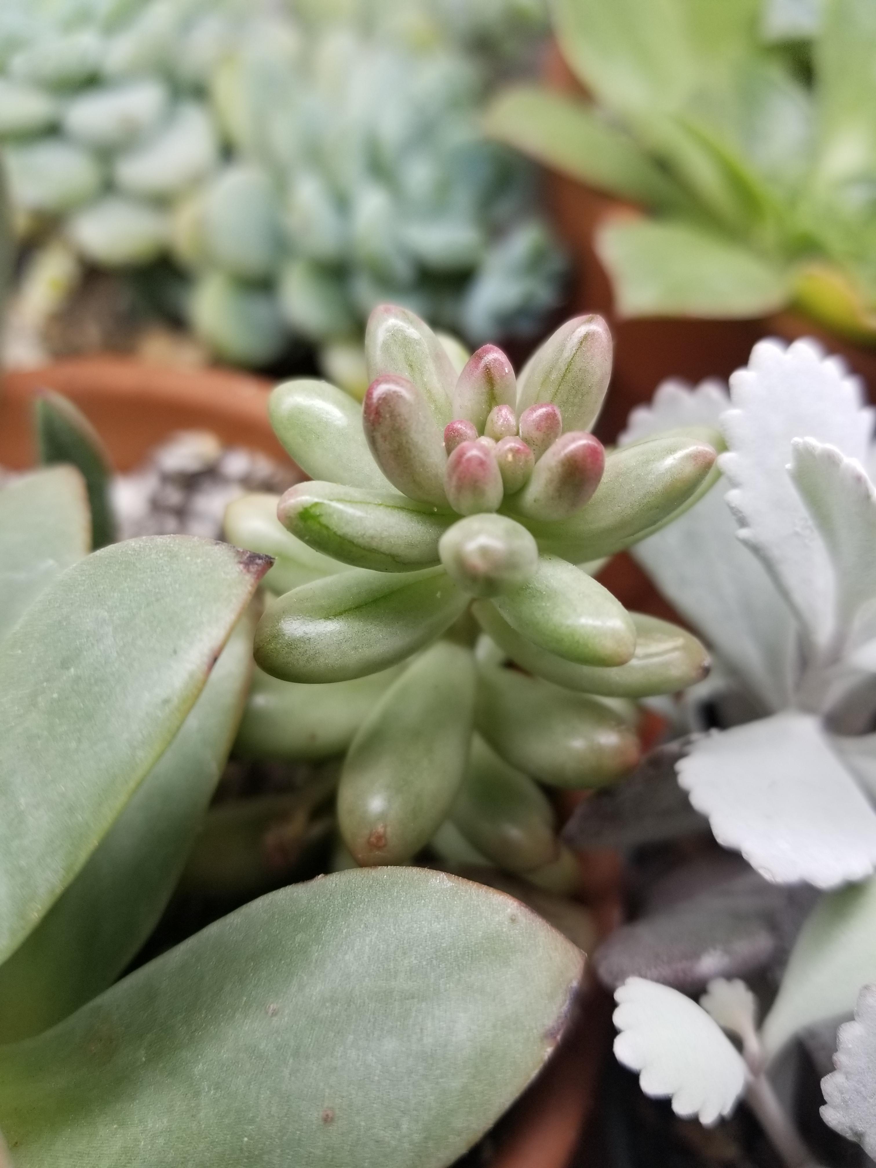 I love this little cutie. It's a variegated jelly bean