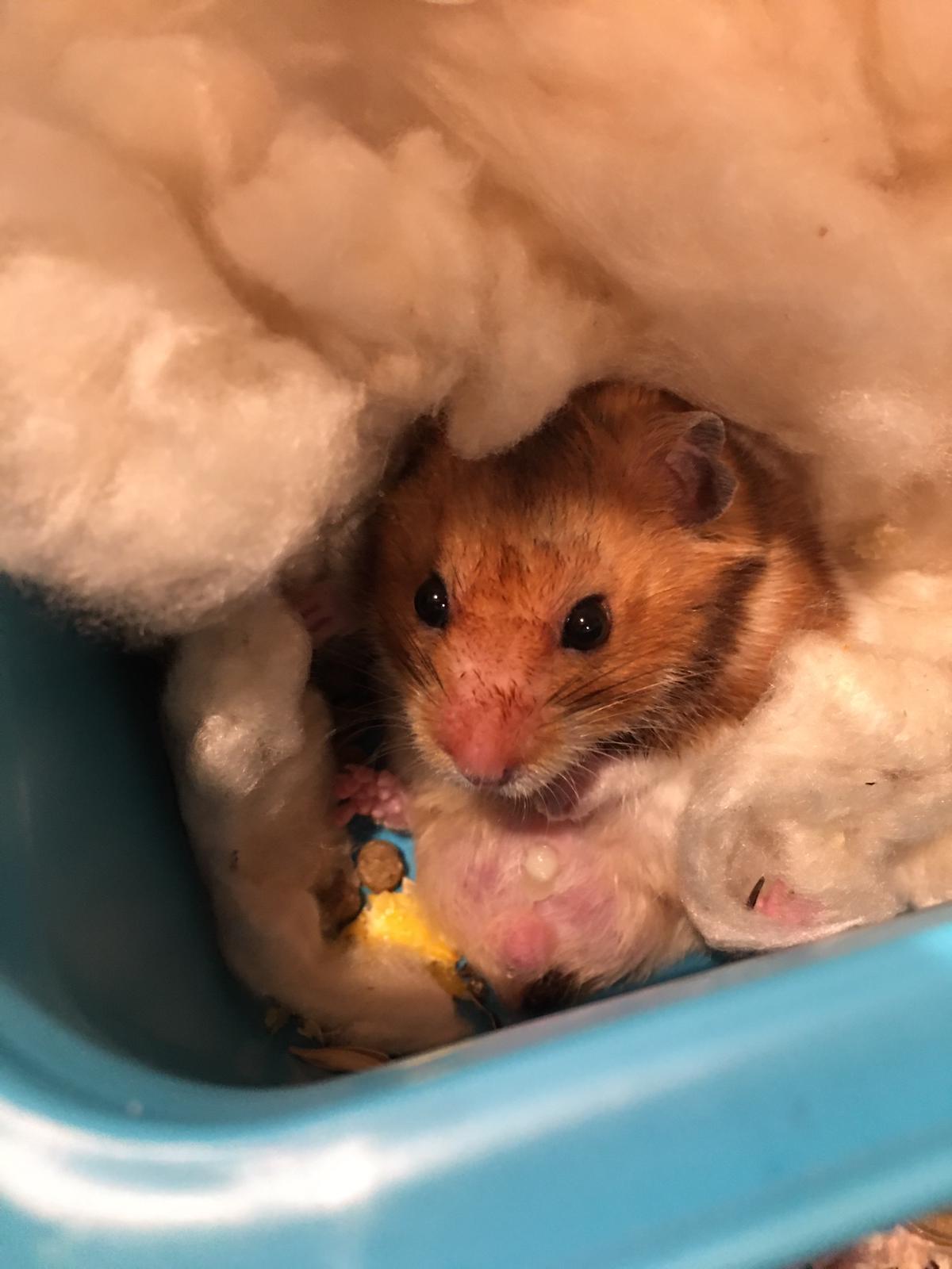 Spotted this white lump on my boy, any ideas on what it could be?? r