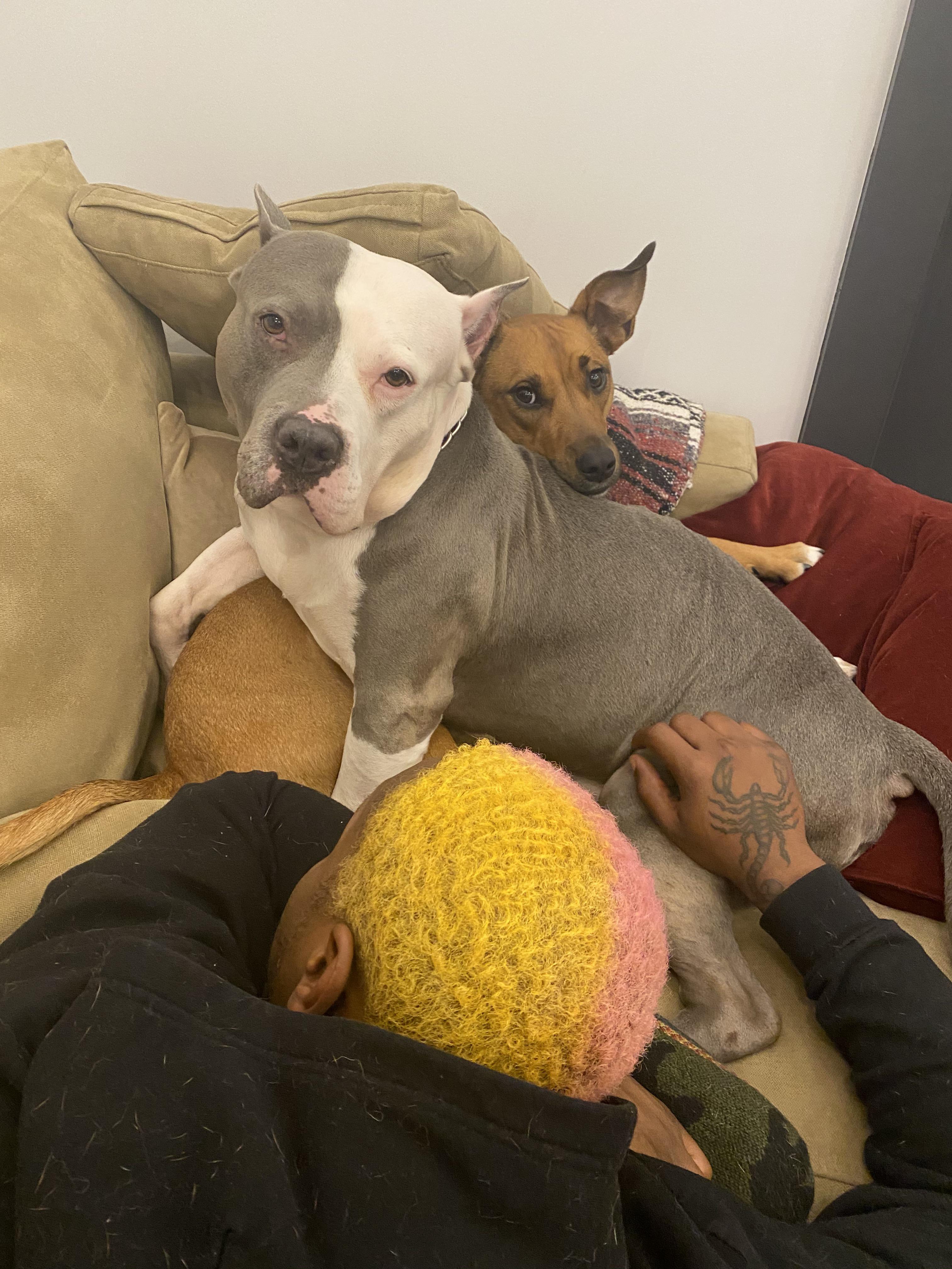 The two best velvet hippo friends you’ll ever see! They were each other