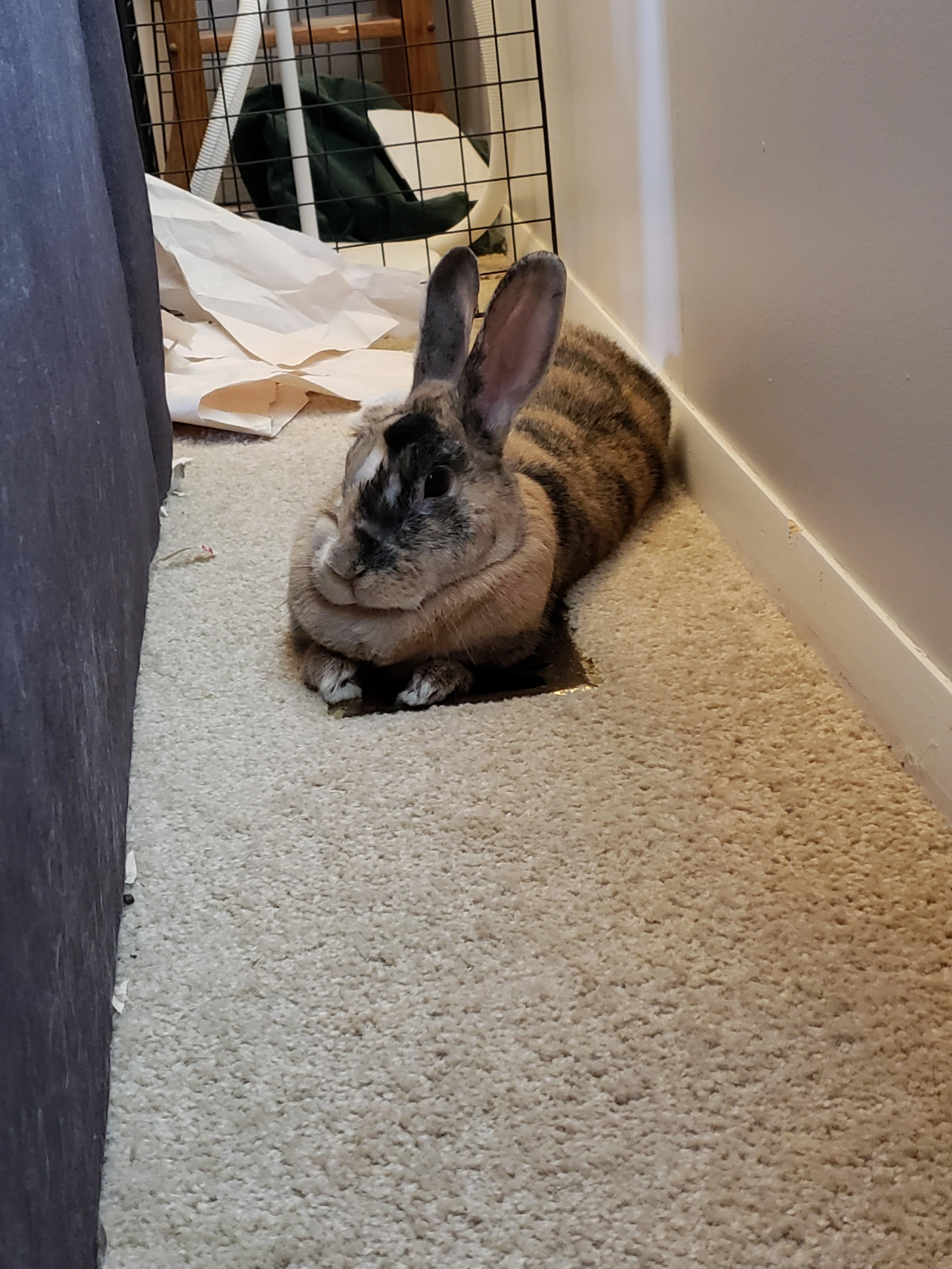 Circe here has been pooping all over the living room lately. Help