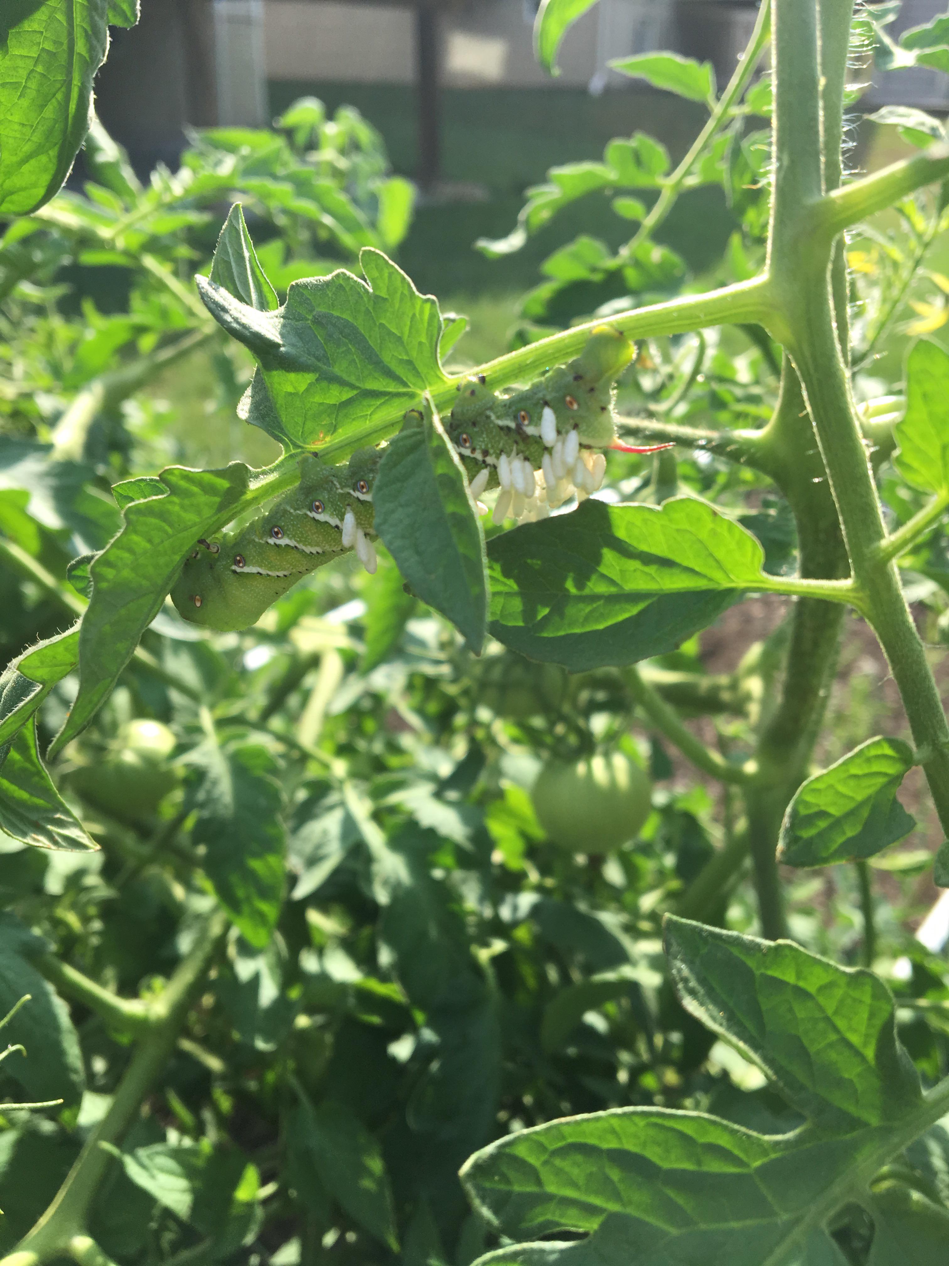 Spotted a lil friend on my tomato plant today ) r/gardening