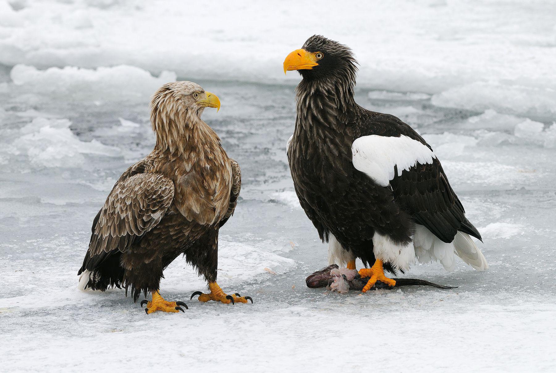 Steller Sea Eagle Vs Golden Eagle