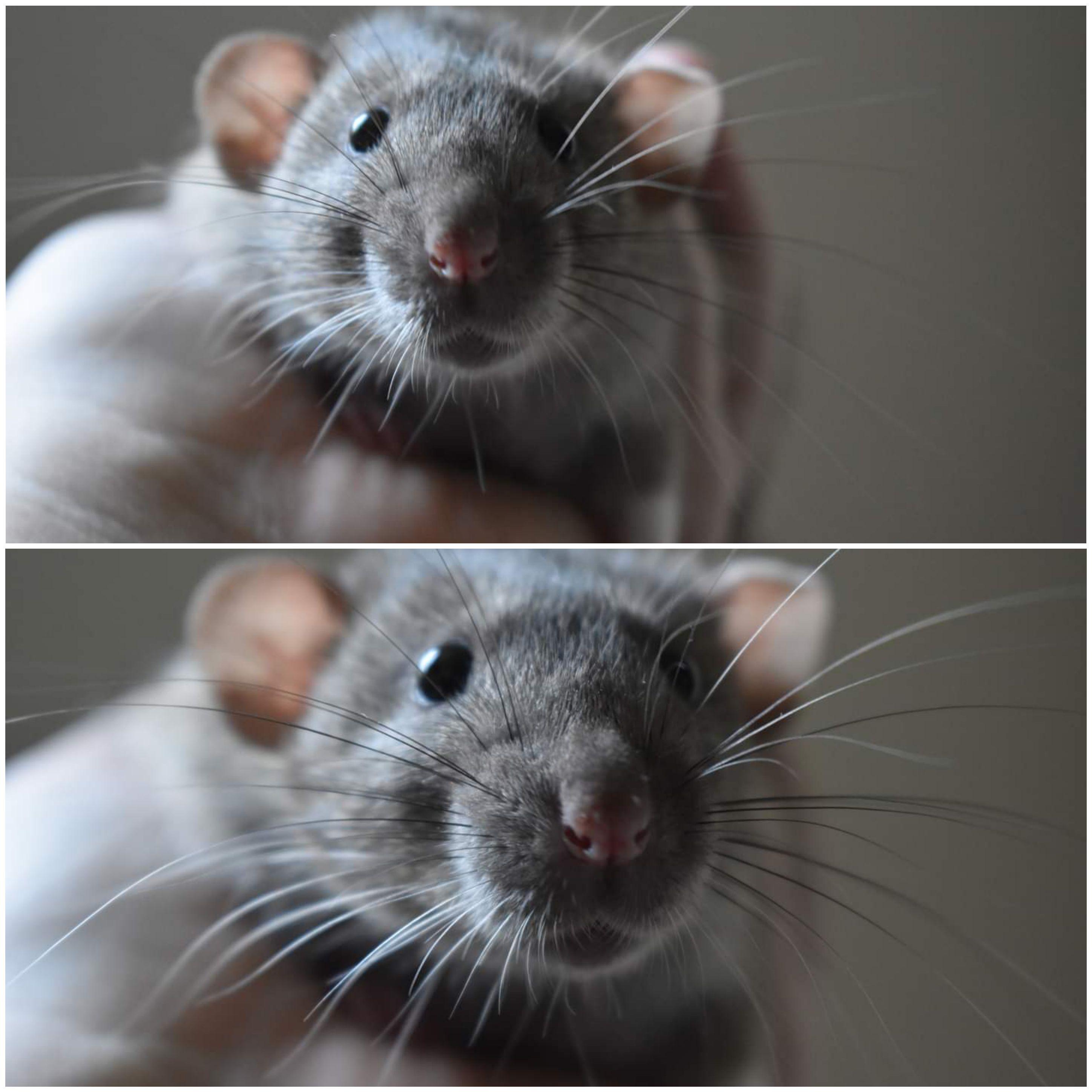 261 best Bad Rats images on Pholder RATS, Pcmasterrace and Labrats