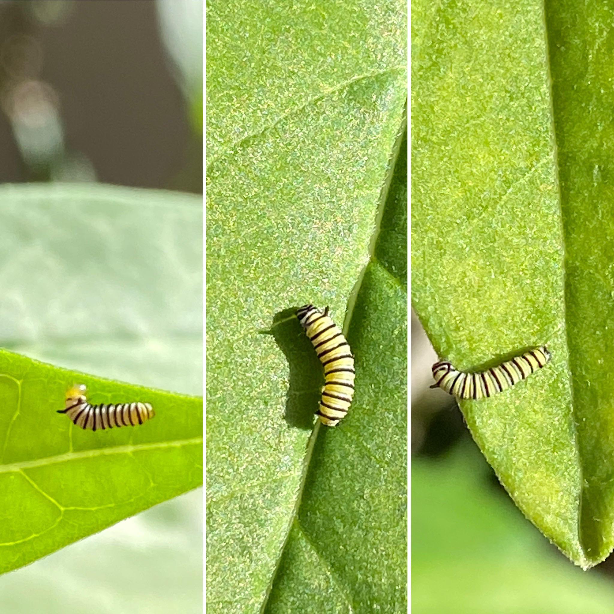 Baby monarch caterpillars r/gardening