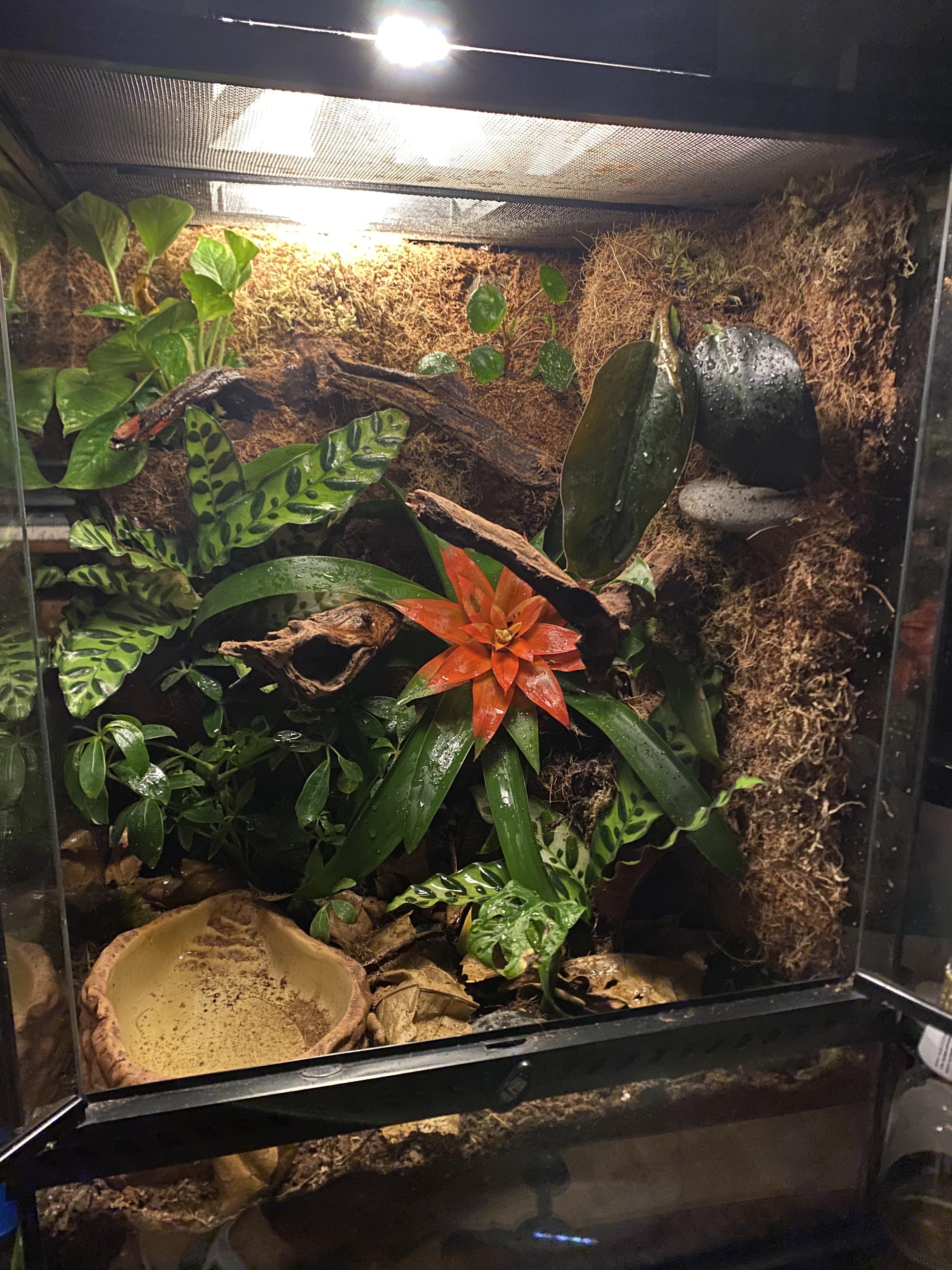 New vivarium with custom background for my 🐸 r/Vivarium