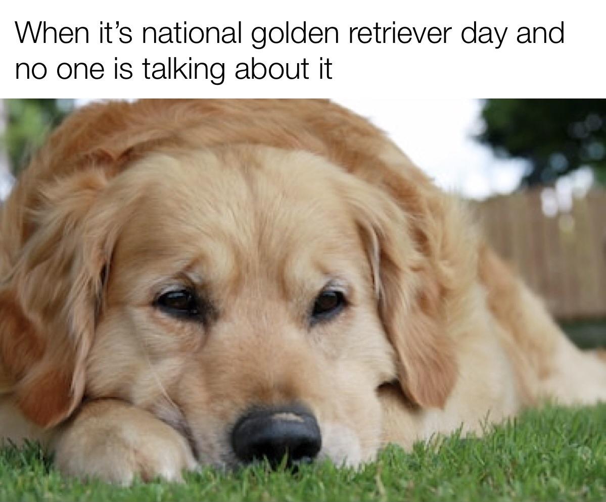 *sad golden retriever noises* r/memes