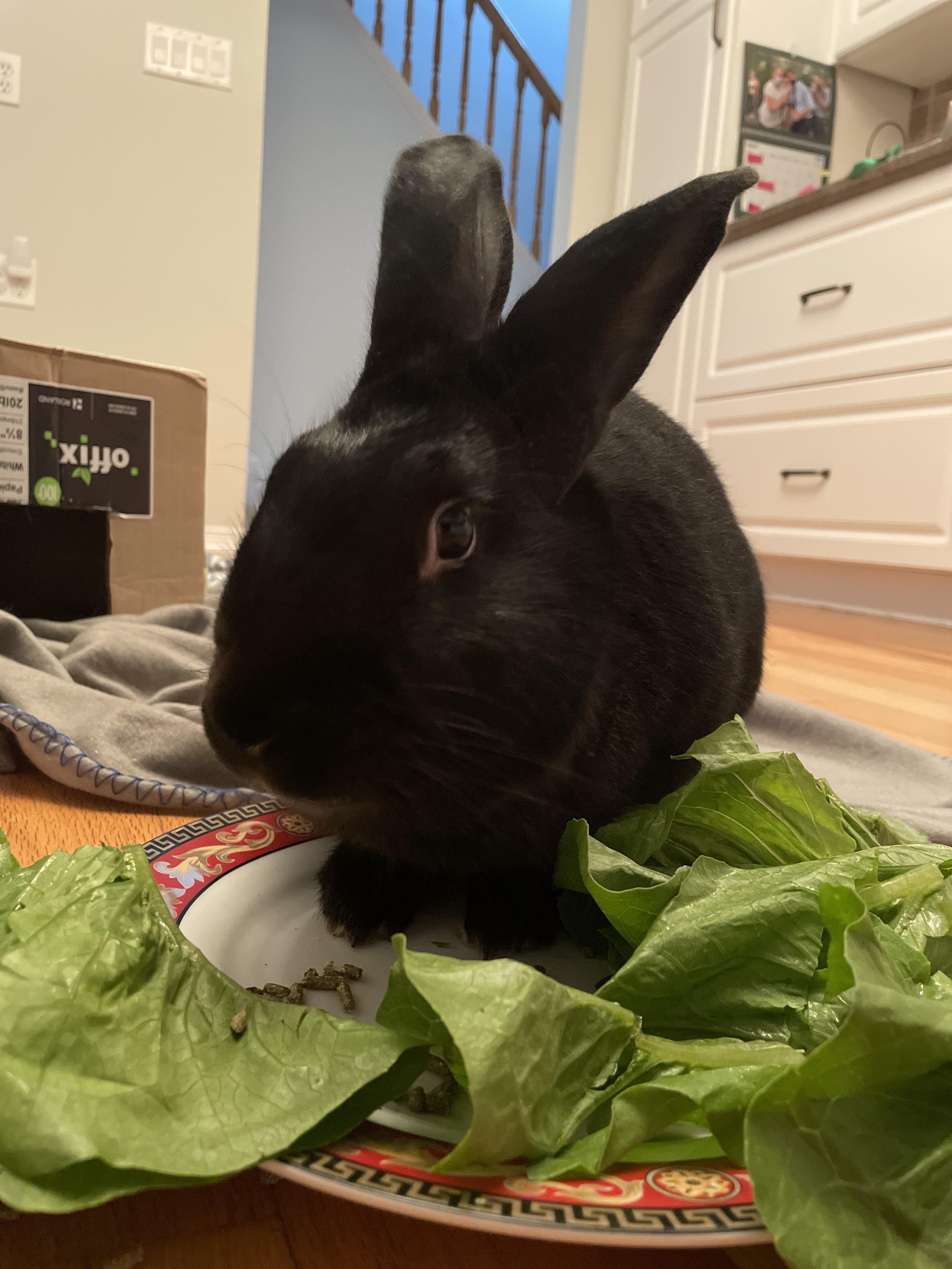 If he puts his paws on the plate, I can’t take it away! r/Rabbits