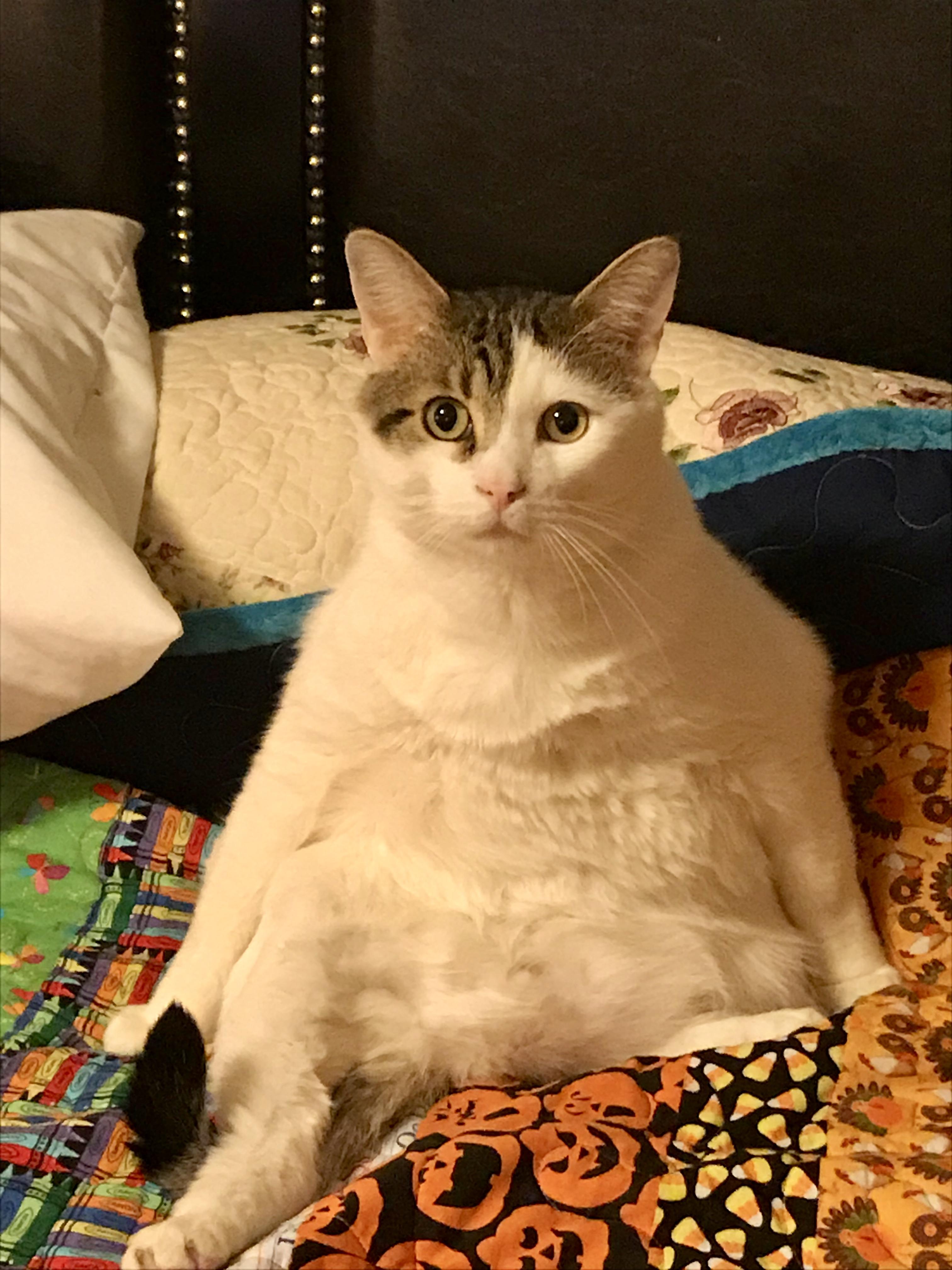 PsBattle Fat cat sitting up with shocked eyes