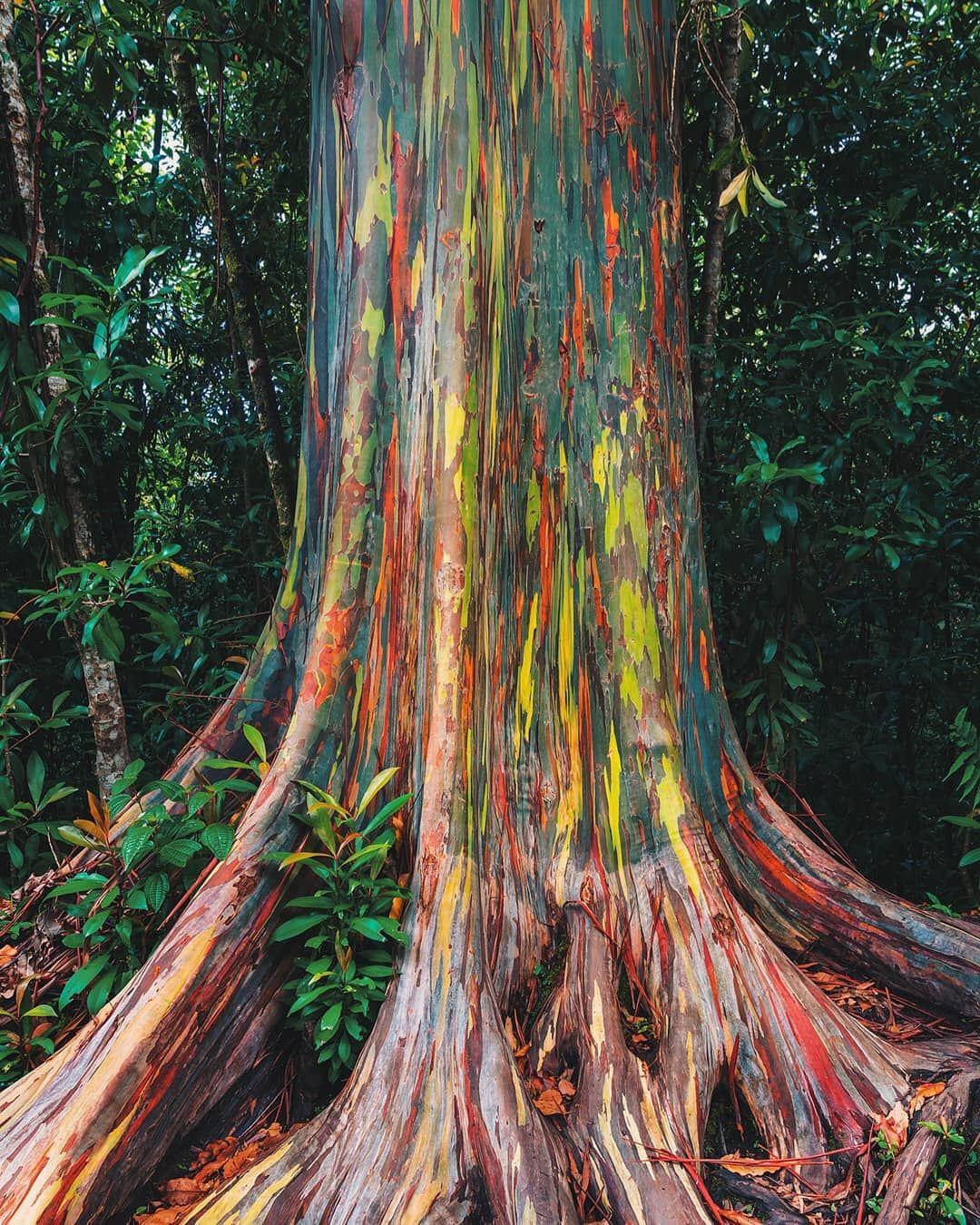 165 best Rainbow Eucalyptus images on Pholder Interestingasfuck, Pics