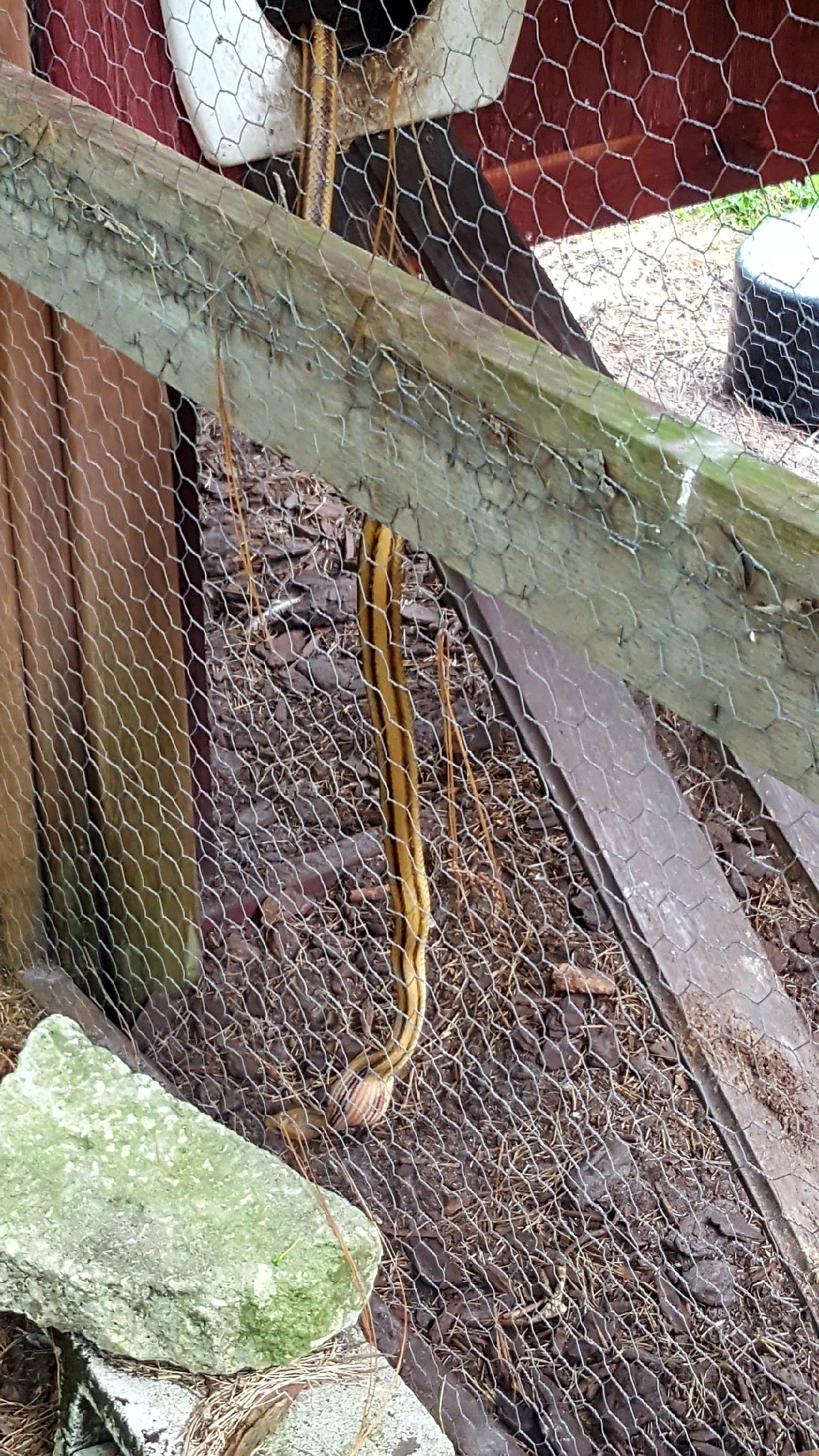 🔥 A rat snake stealing our chicken eggs r/NatureIsFuckingLit
