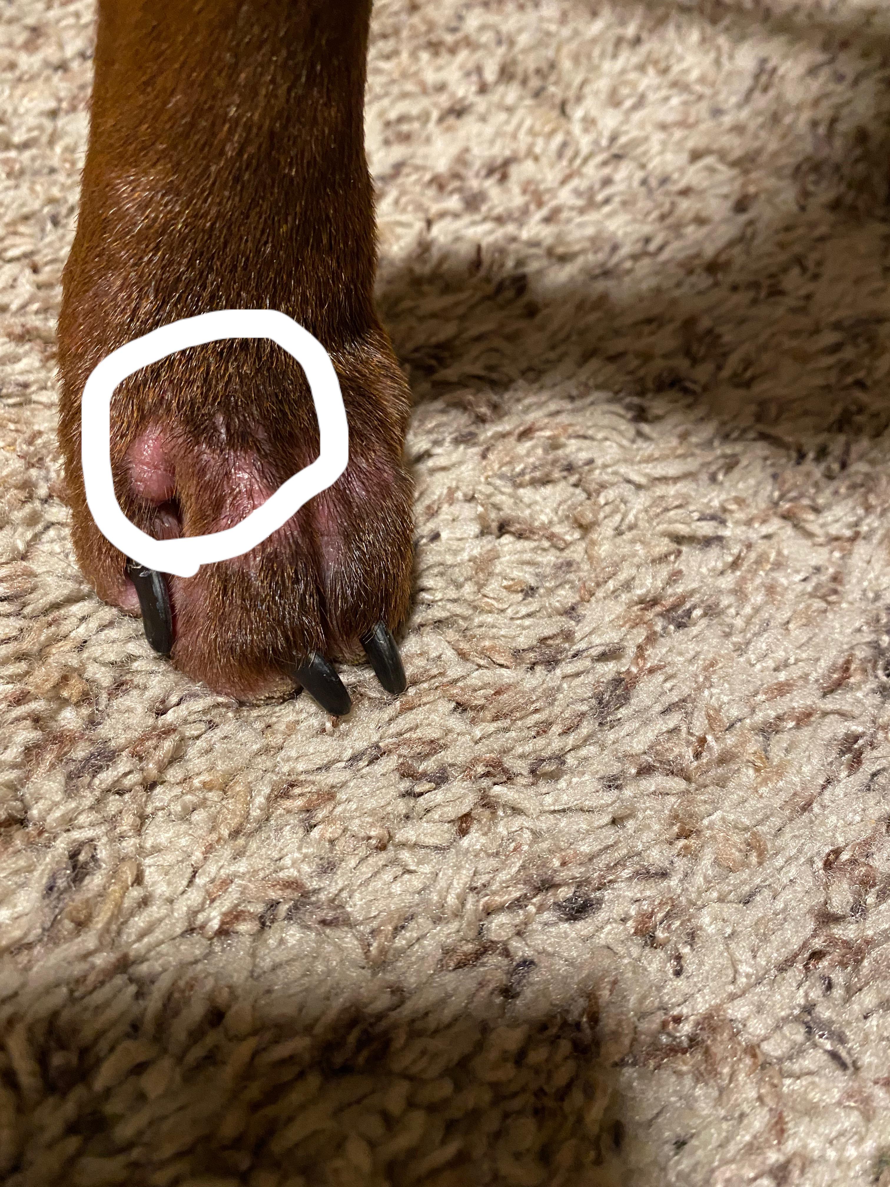 Anyone know what this bump on my dogs paw is? r/vet