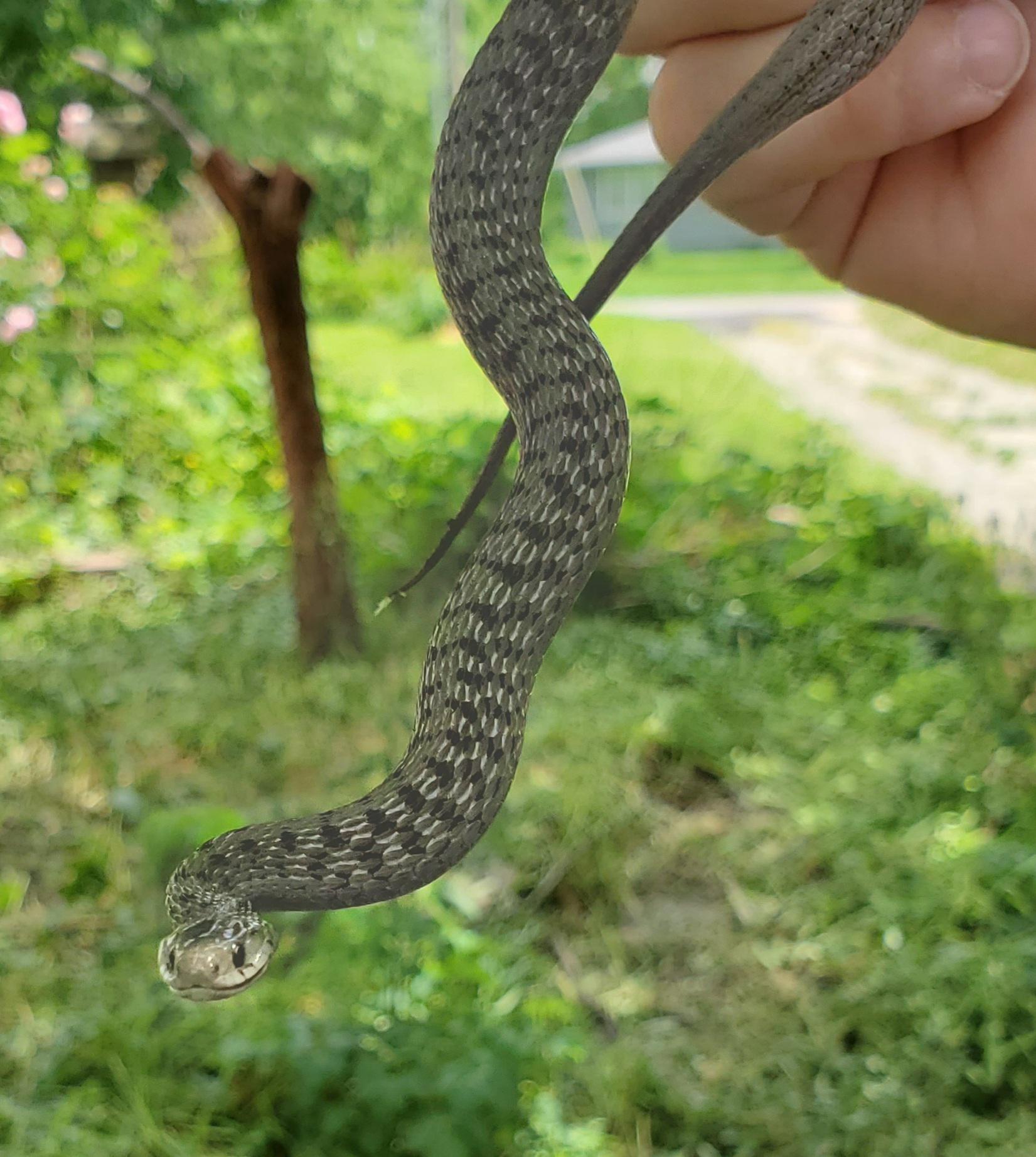 List 98+ Pictures Show Me A Picture Of A Garden Snake Stunning 10/2023