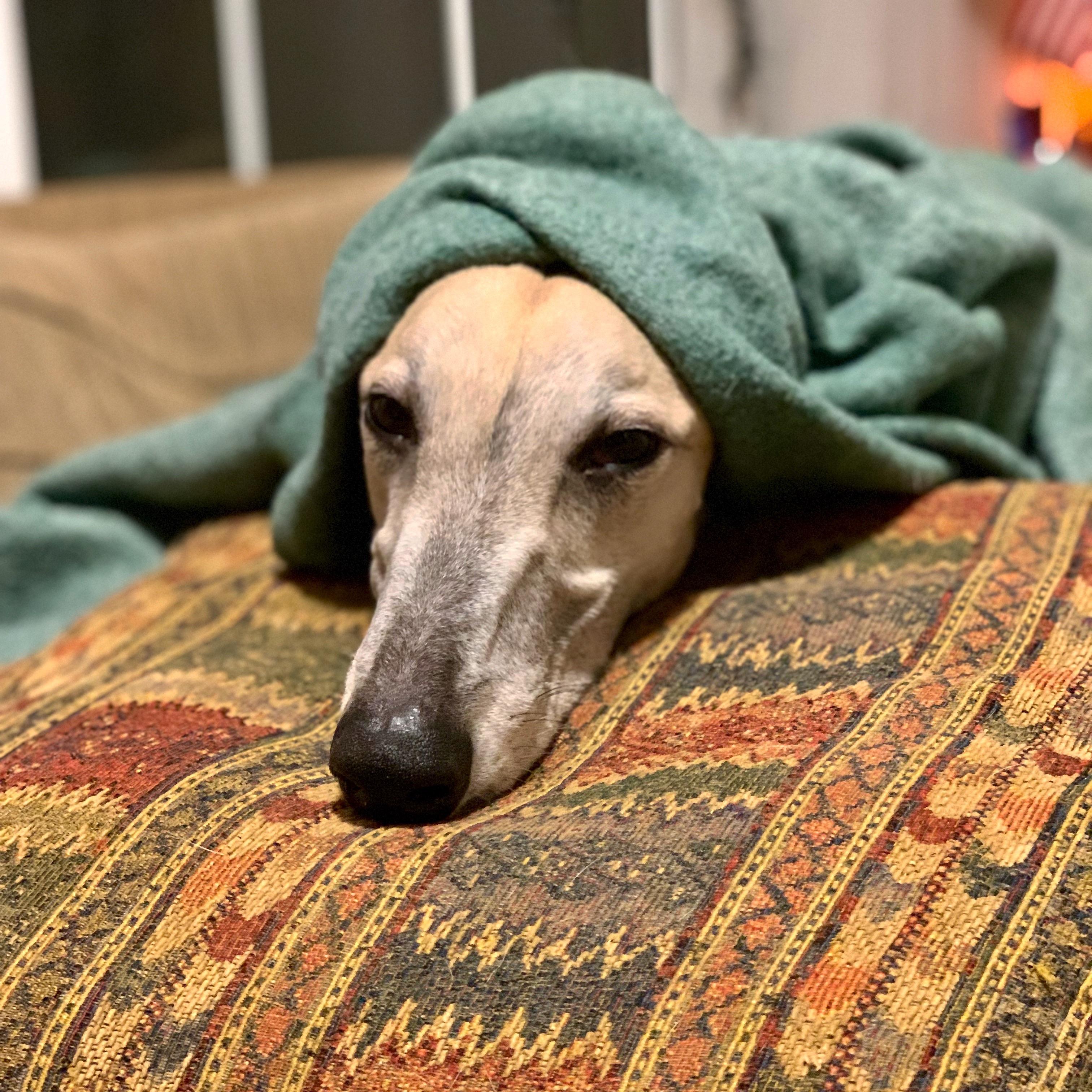Cozied up and ready for bed r/Greyhounds