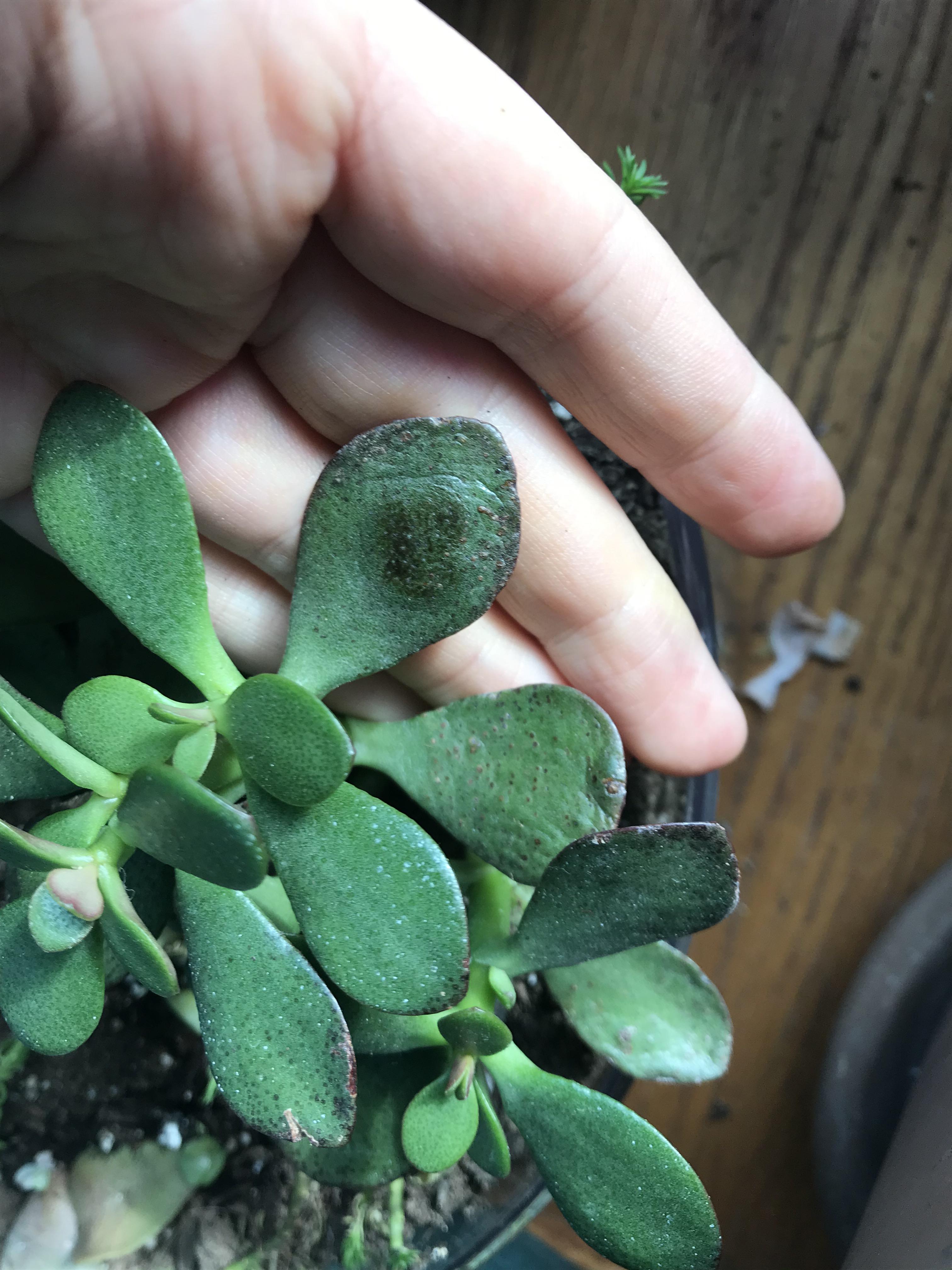 Help with my baby Jade! It has these withery brown spots / edges! r