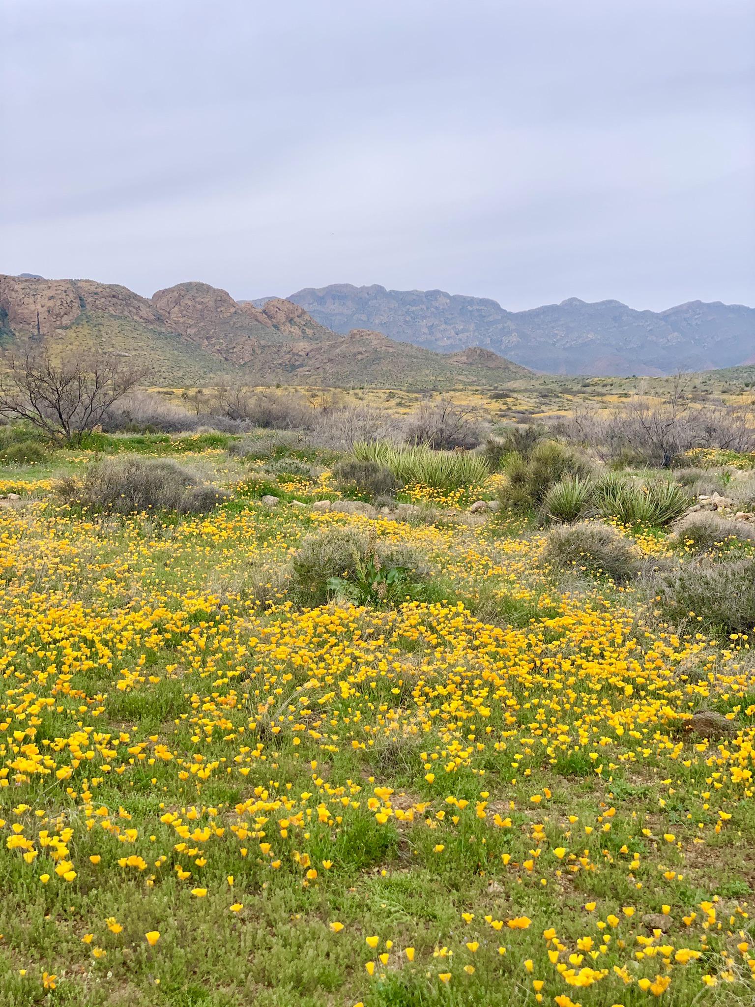 Yellow poppies Franklin Mountain State Park, El Paso Texas. r/Wildflowers