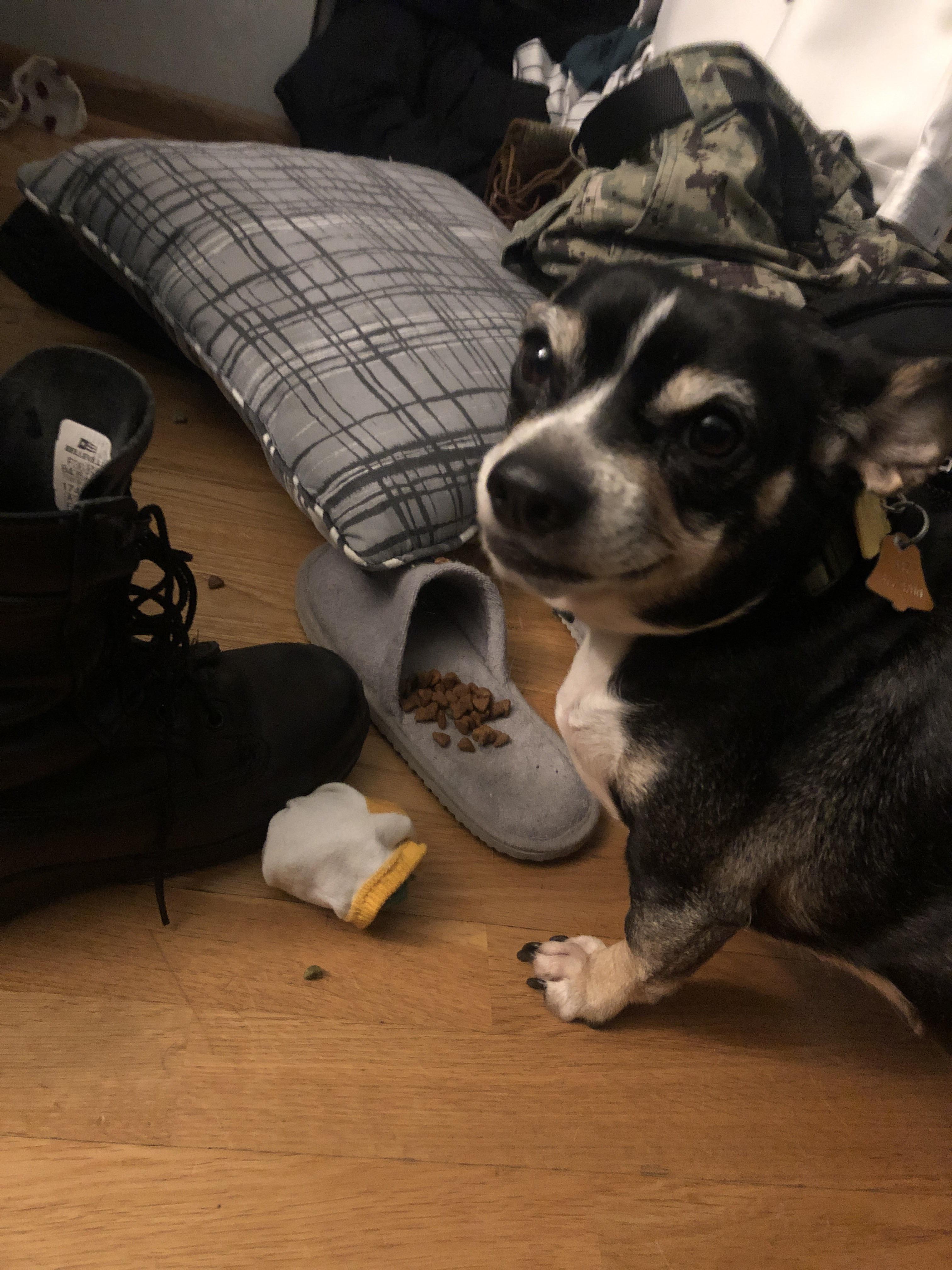 She brings her food to my shoes then eats it out of them. Any shoe I