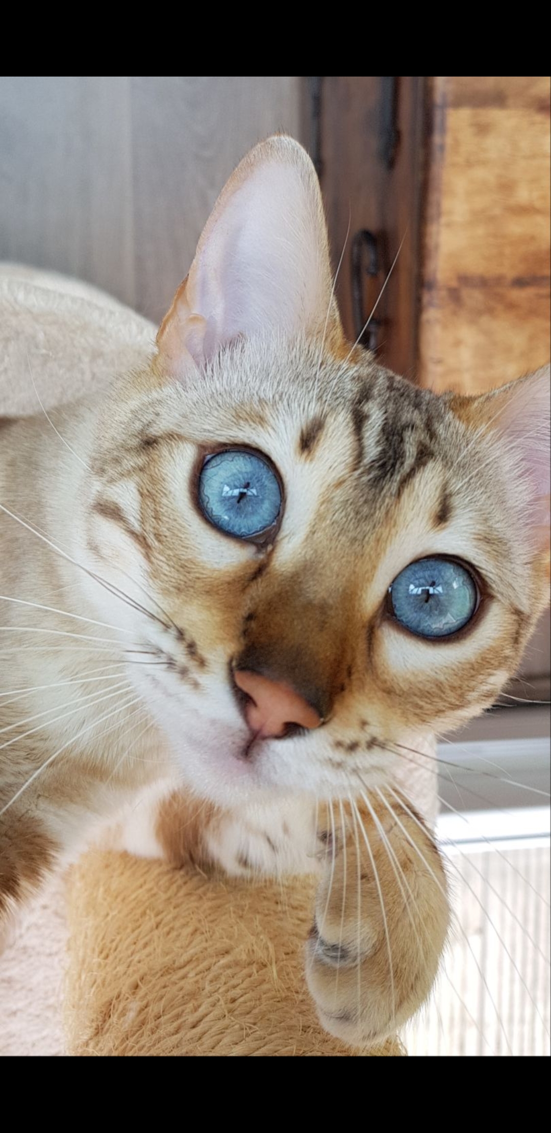 My lovely Willow cats