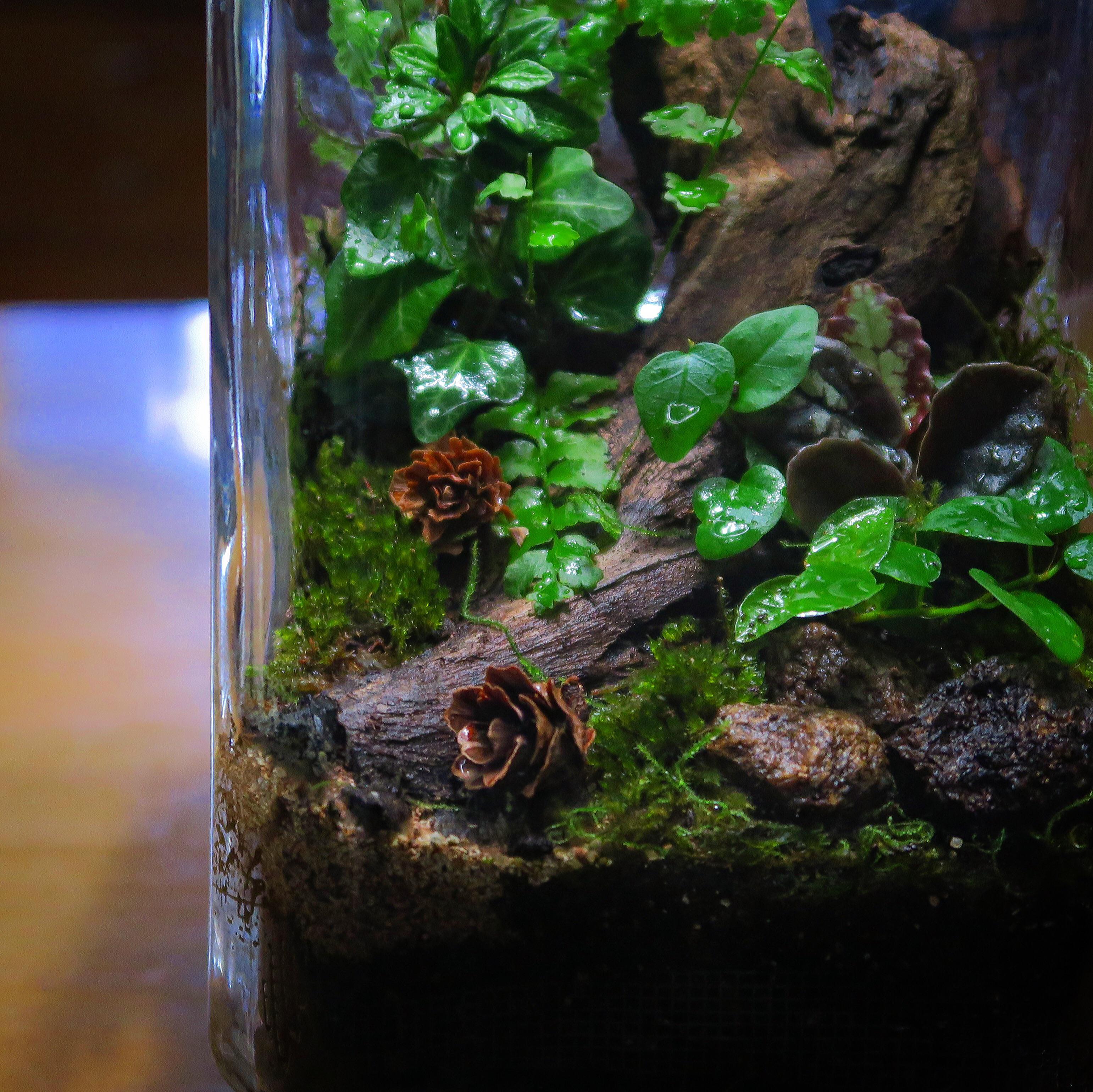 6 months update on my “Jungle in a jar” terrarium. Its doing great r