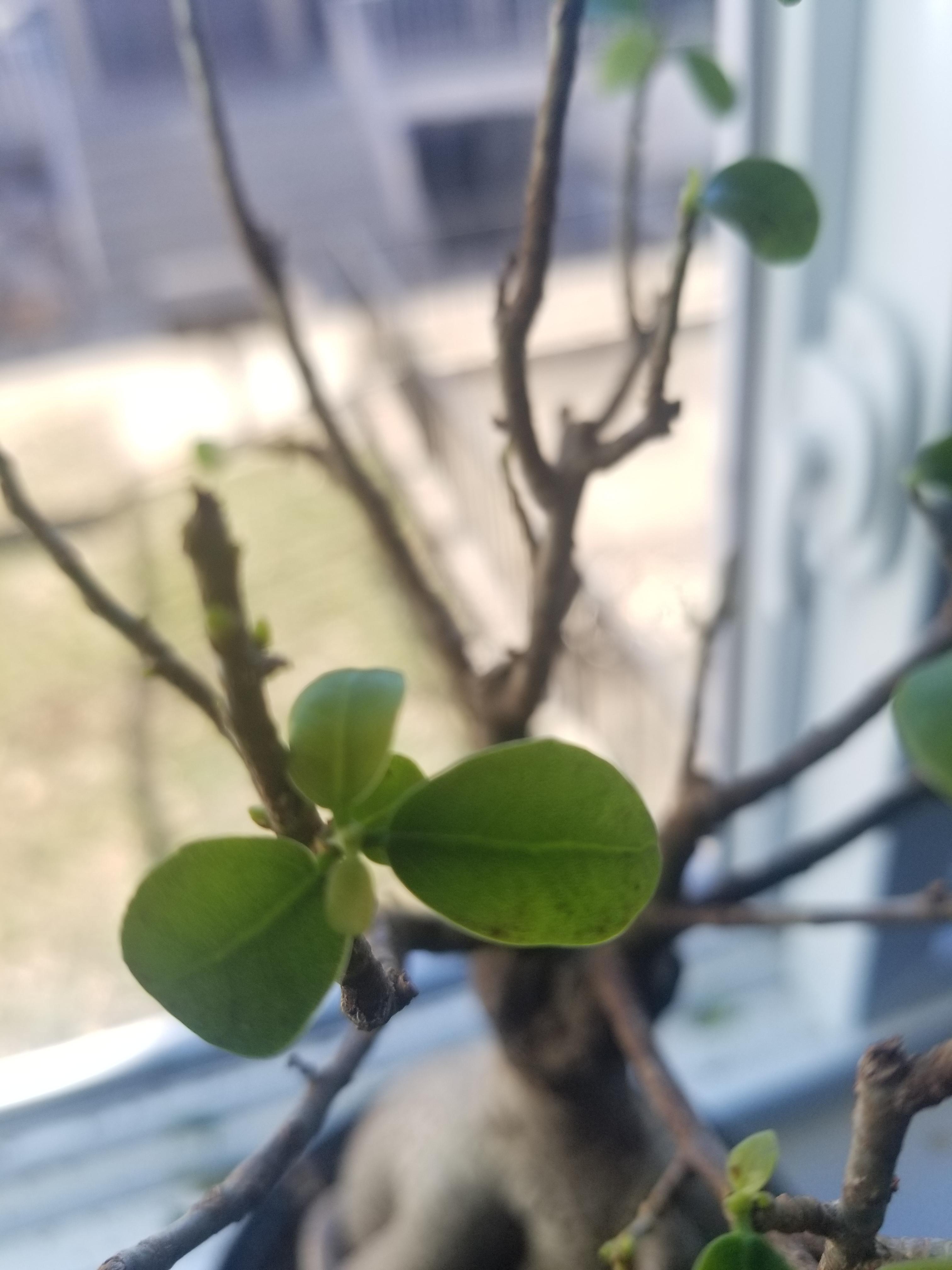 This is a ficus microcarpa ginseng. Would anyone know what these black