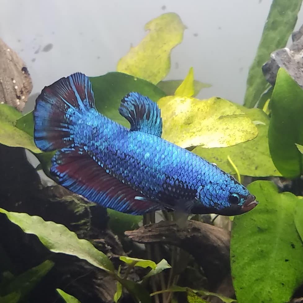 King Betta / Male Halfmoon King Betta Betta Betta Fish Halfmoon Betta