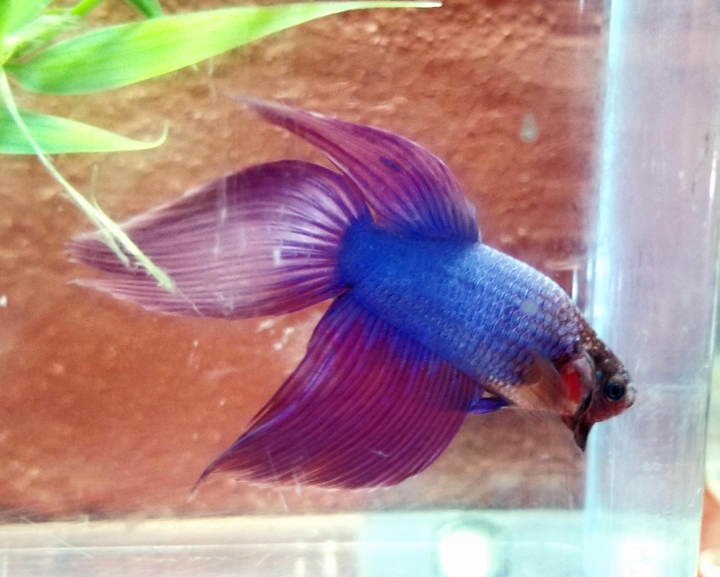 I've heard purple Bettas is one of ther rarest colors to find... Well