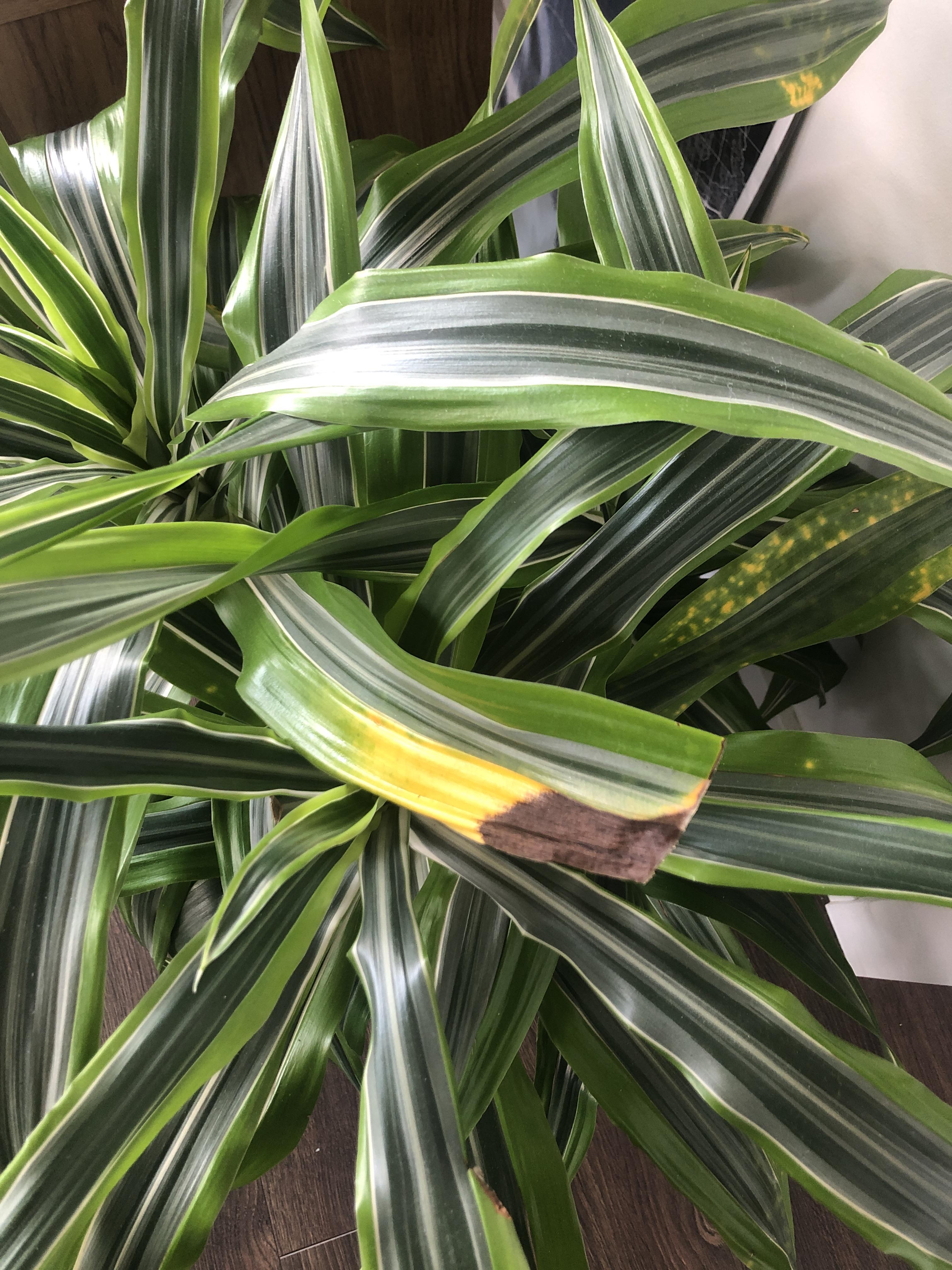 I can’t seem to figure out my Dracaena Lemon Lime! Any help would be