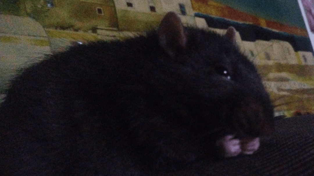 Flax or hemp seeds? r/RATS