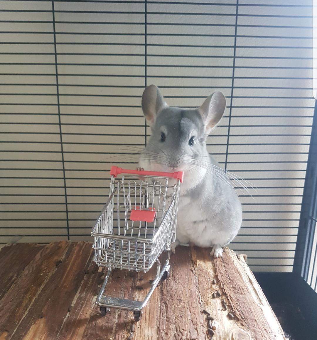 Steve and his shopping cart r/chinchilla