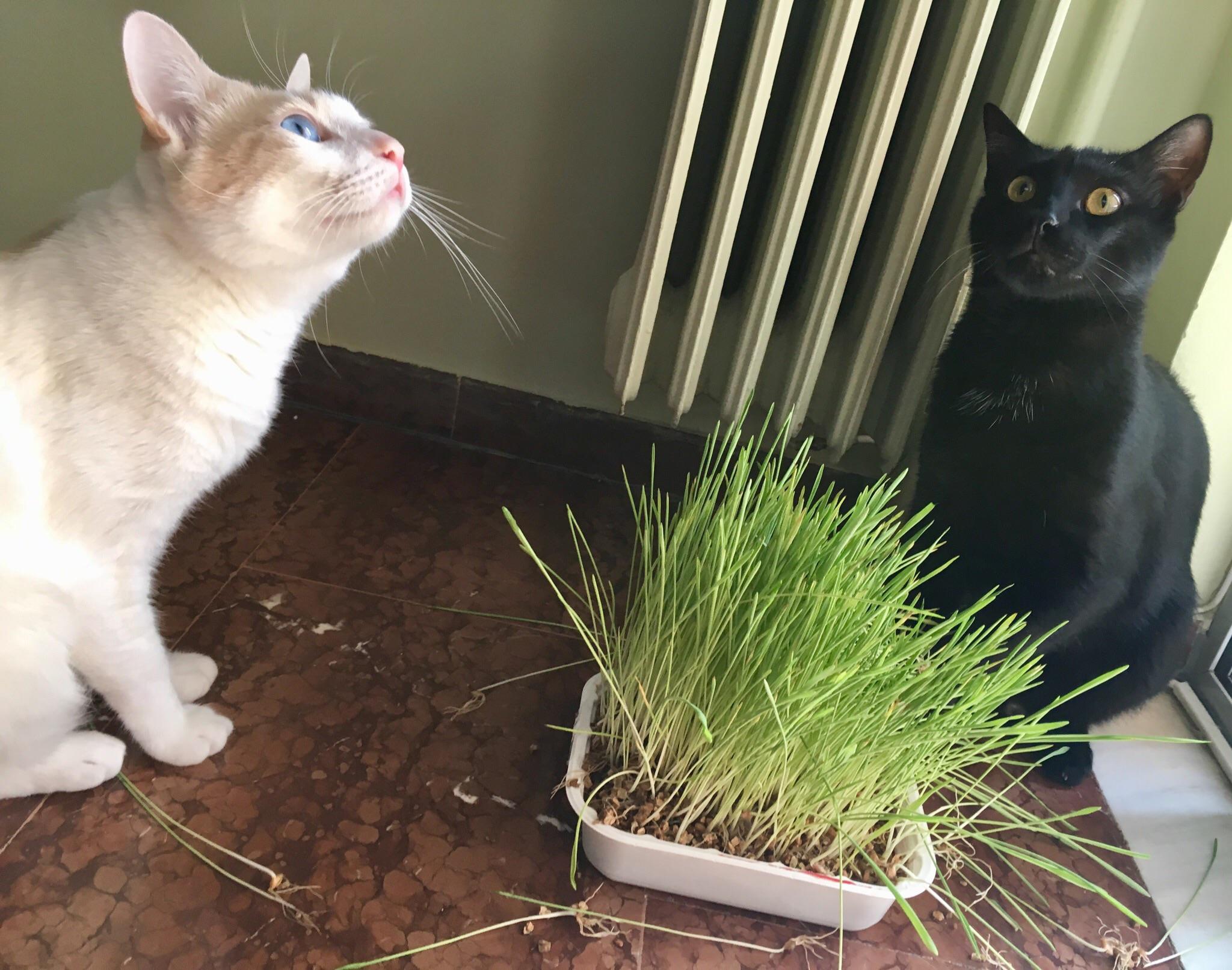 ‪My cats‘ faces when we gave them cat grass and told them they’re gonna be vegetarians from now
