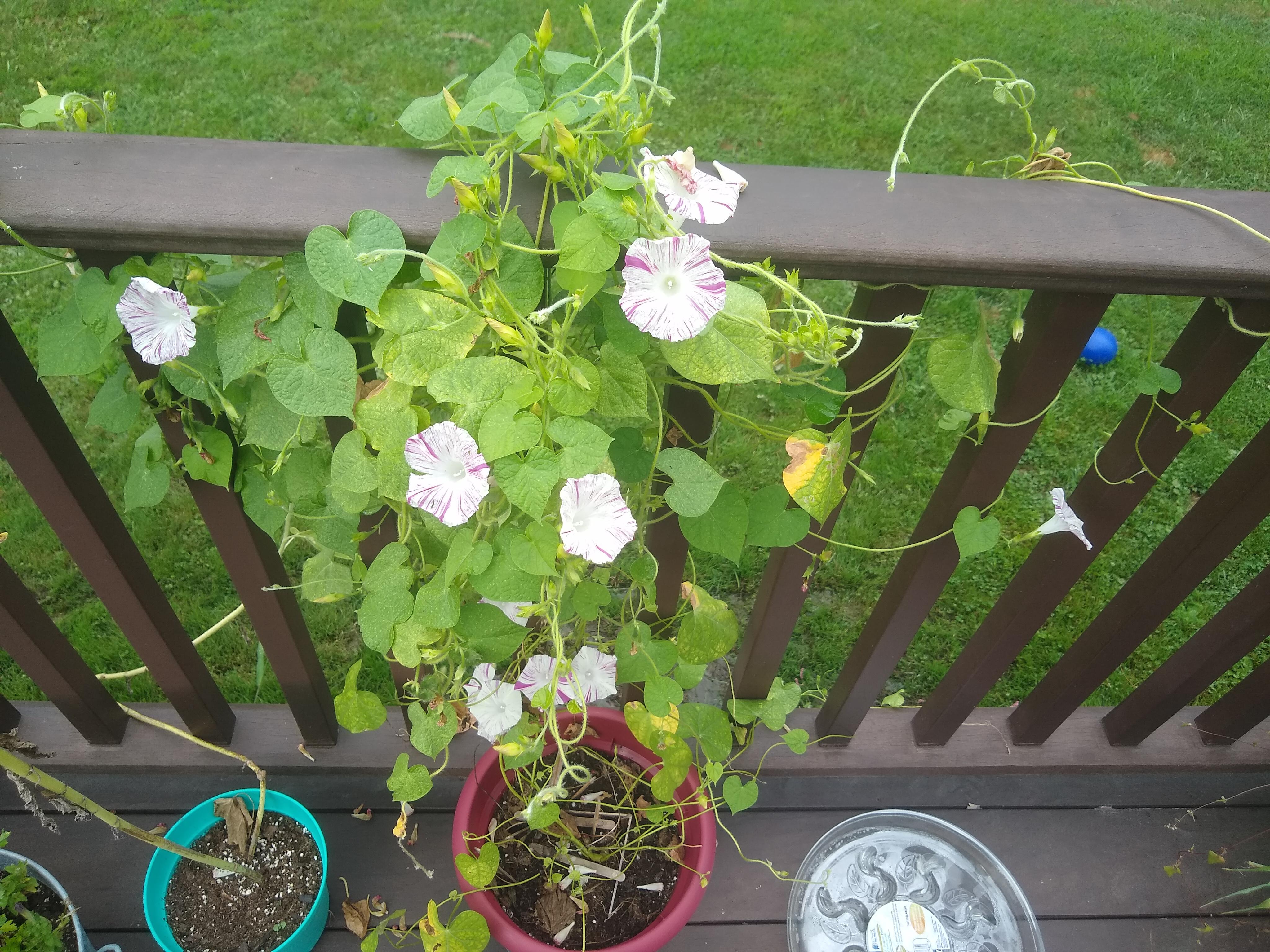 My morning glory! Is there anything I can do to reduce the amount of