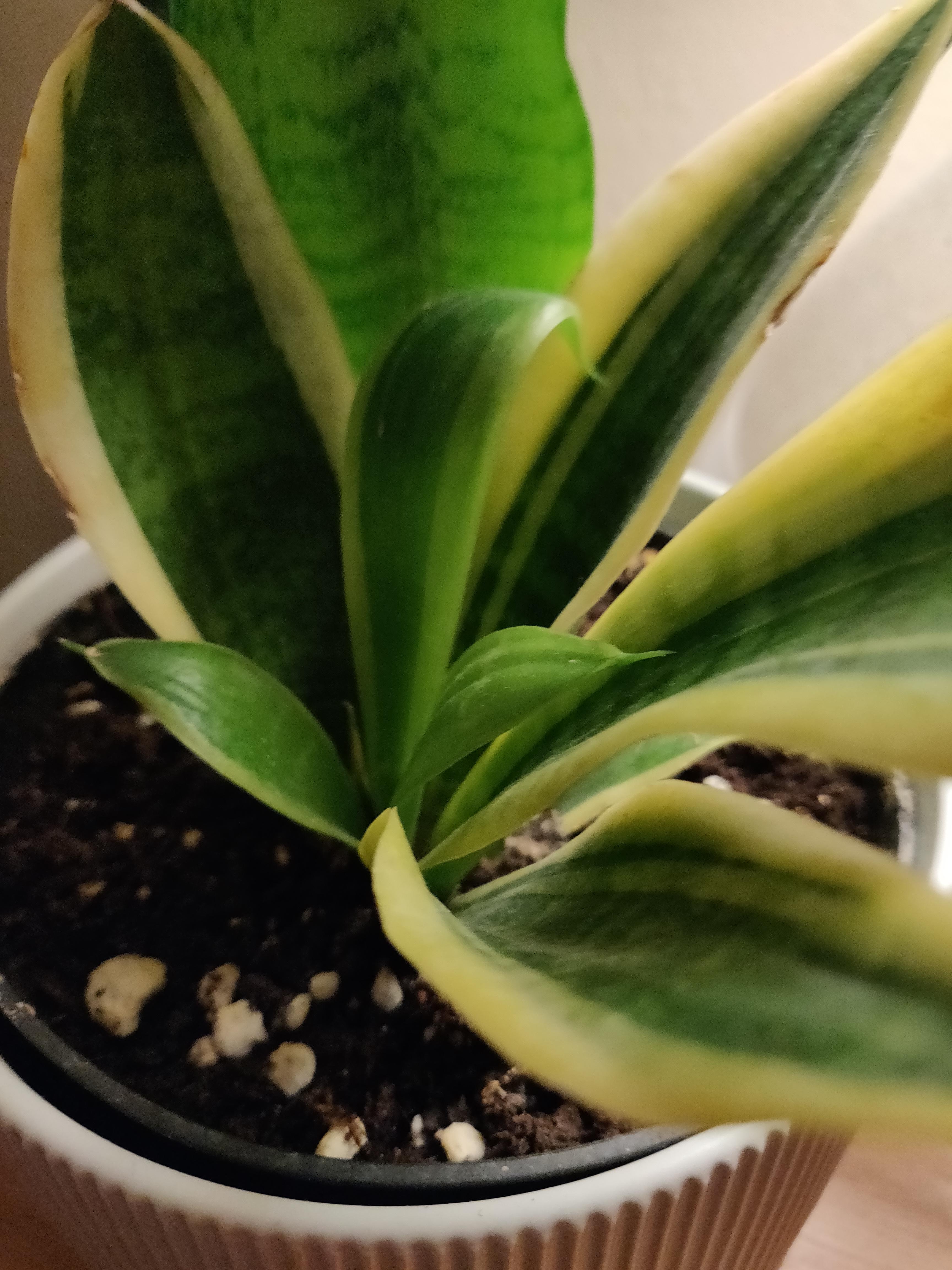 What's up with the new leaves on my snake plant curling outward? r
