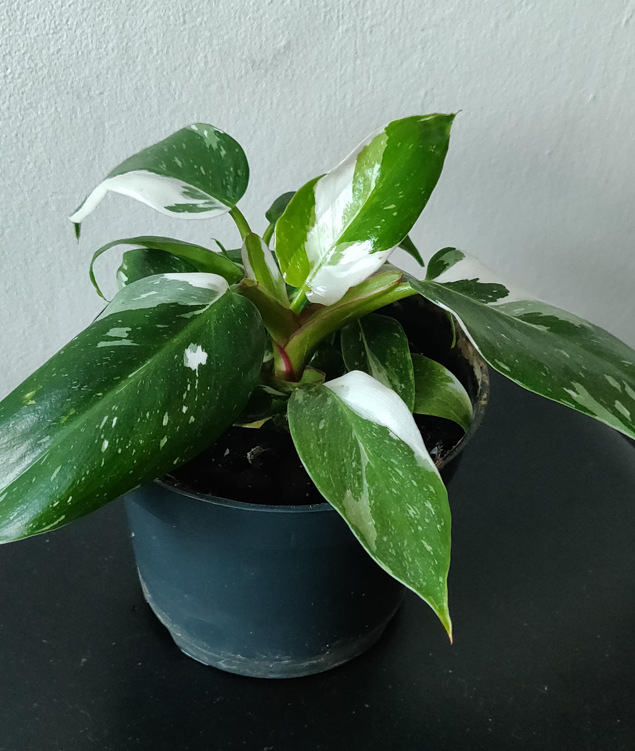 Wet soil help! Fastest way to dry out? r/plantclinic