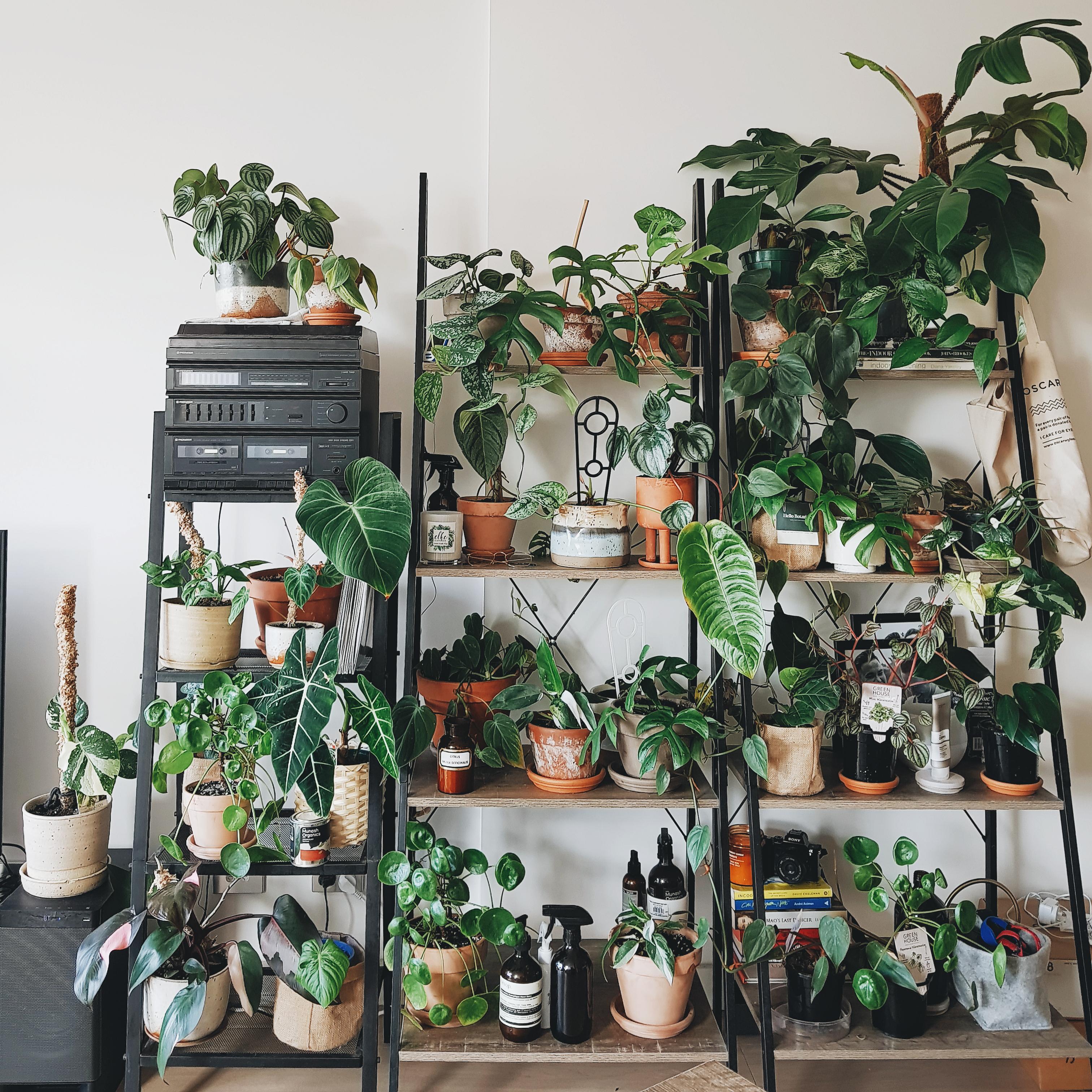 Peak indoor gardening. It's always great to add to this shelf. r