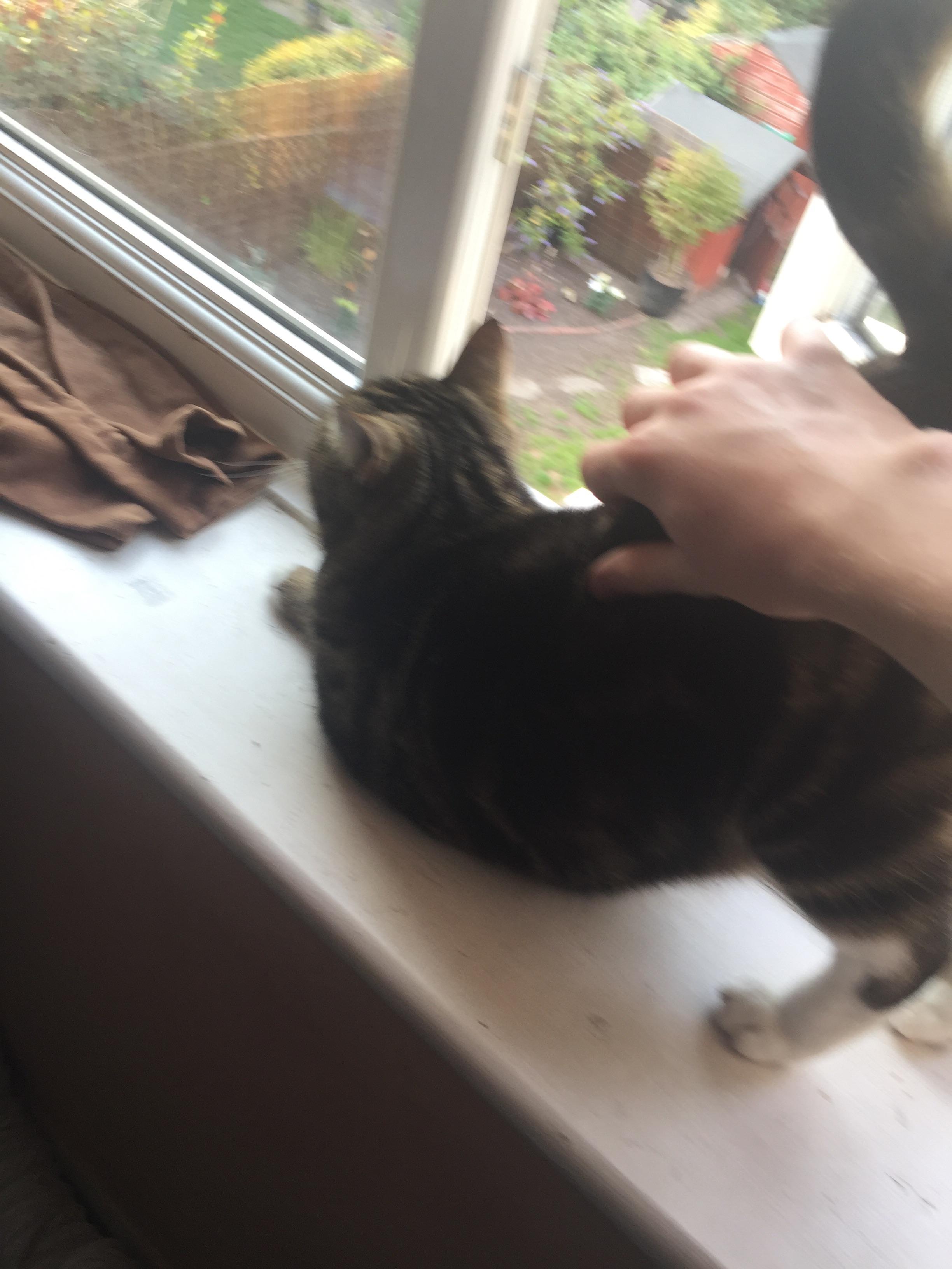 When I pet my cat she does this for some reason r/lookatmycat