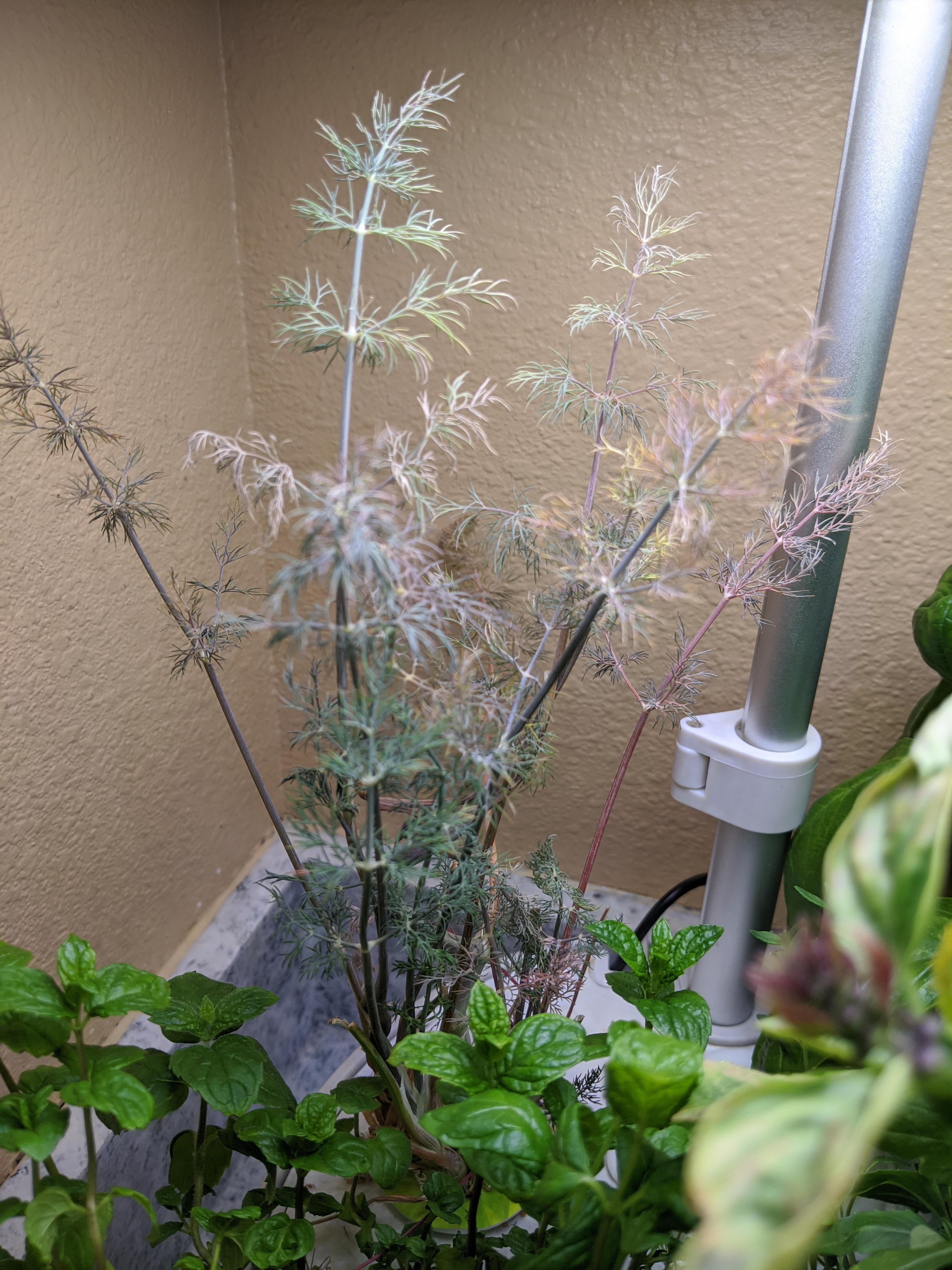 Dill turning brown? r/aerogarden