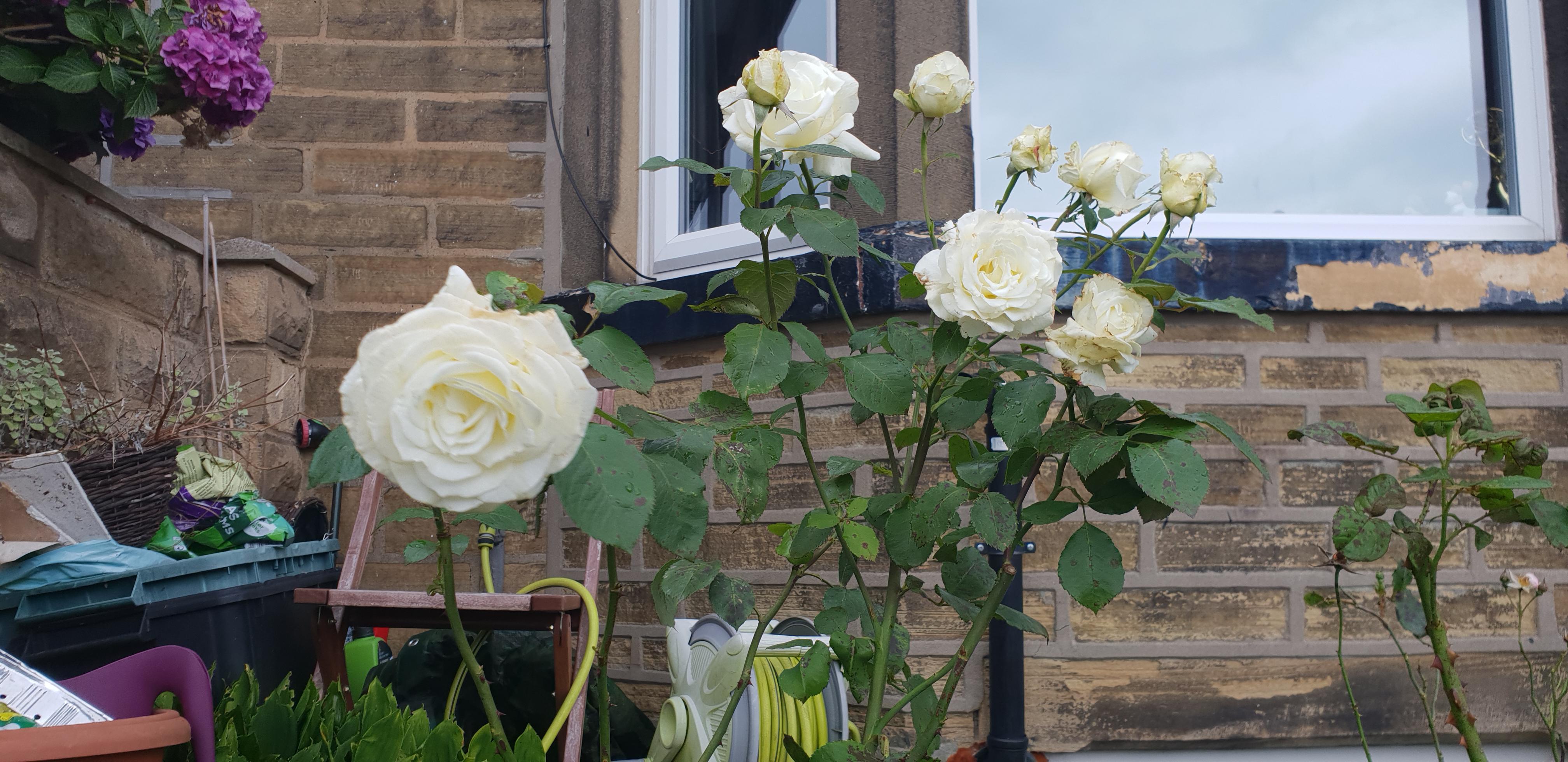 This white one has always struggled. The flower heads often deform and