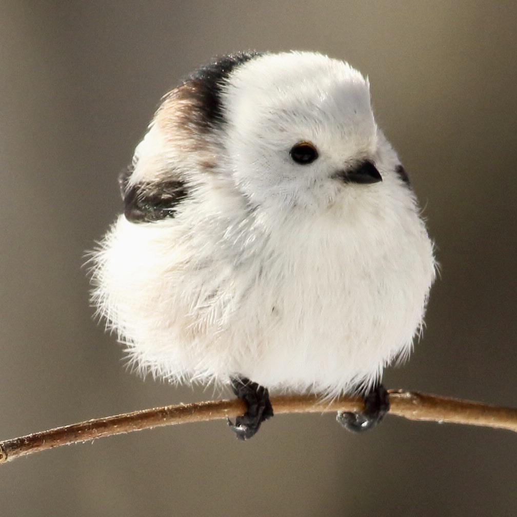 The shima enaga bird that resembles a cotton ball r/interestingasfuck