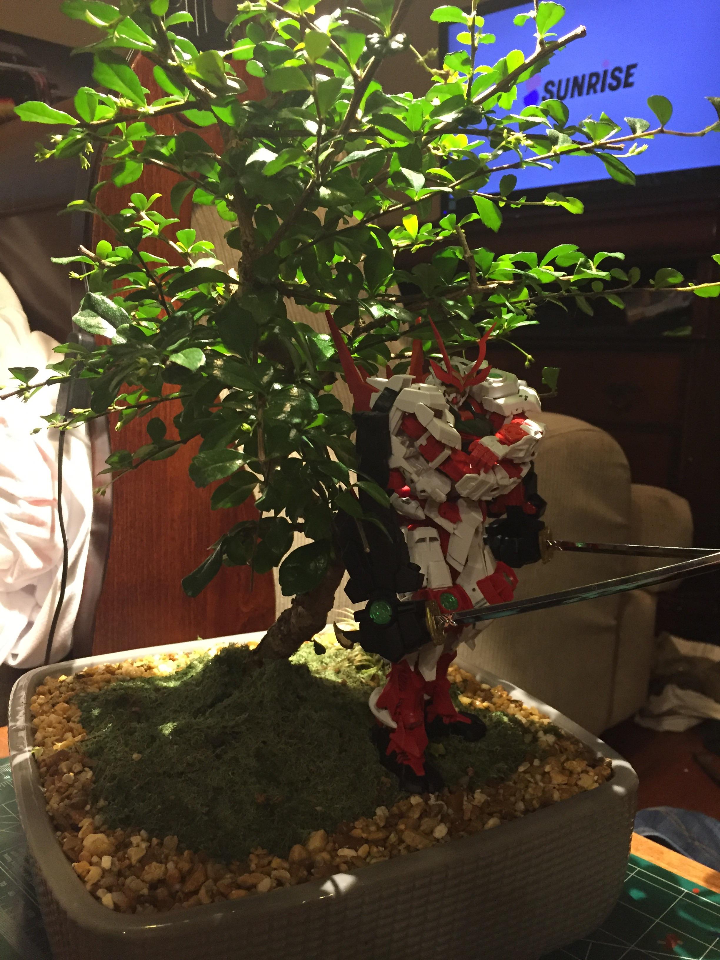 Parents buy me a Bonsai tree as a gift. Thought a pose with my un