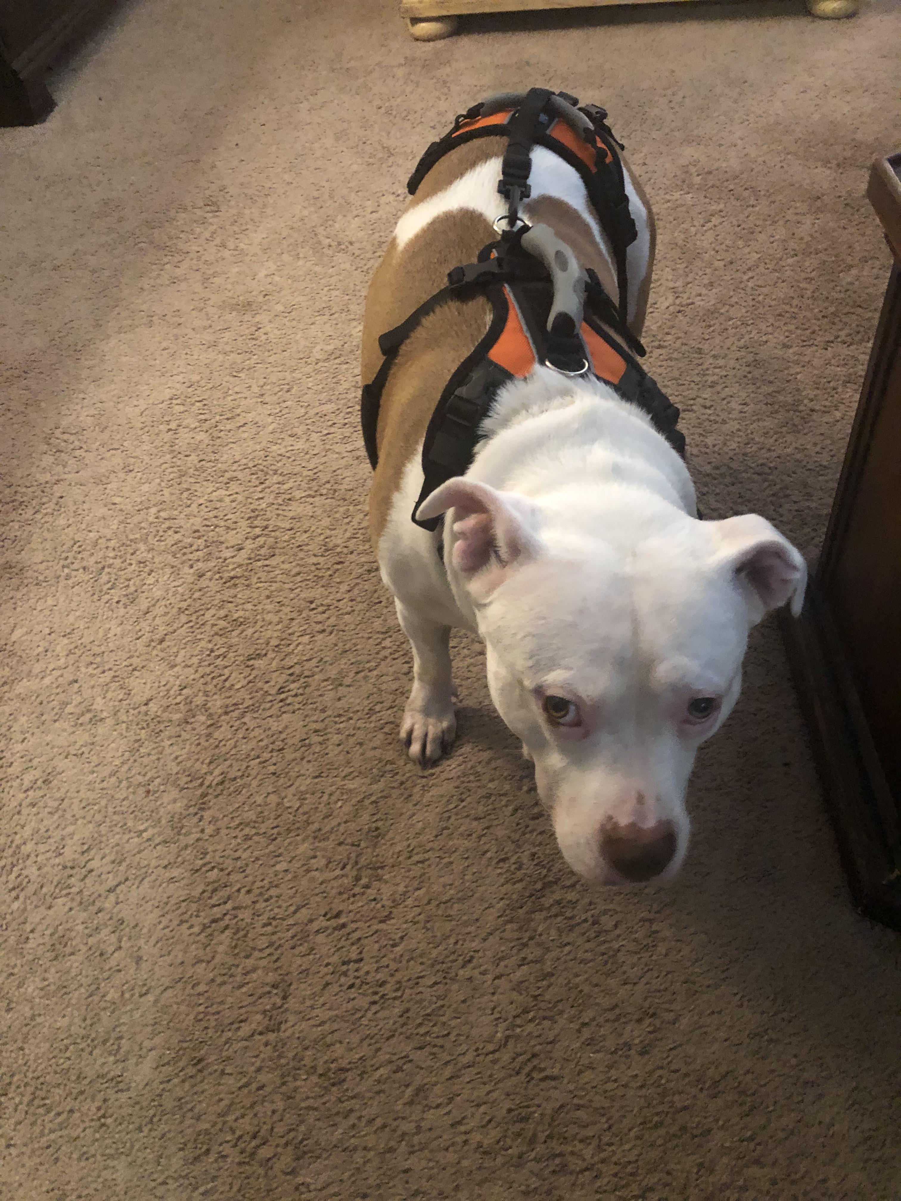 My dogs dm is getting worse, she hates the harness but I know it is