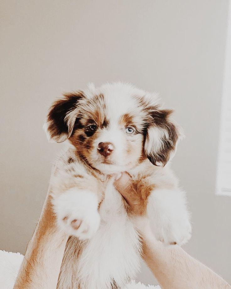 Aesthetic cute dog picture r/aww