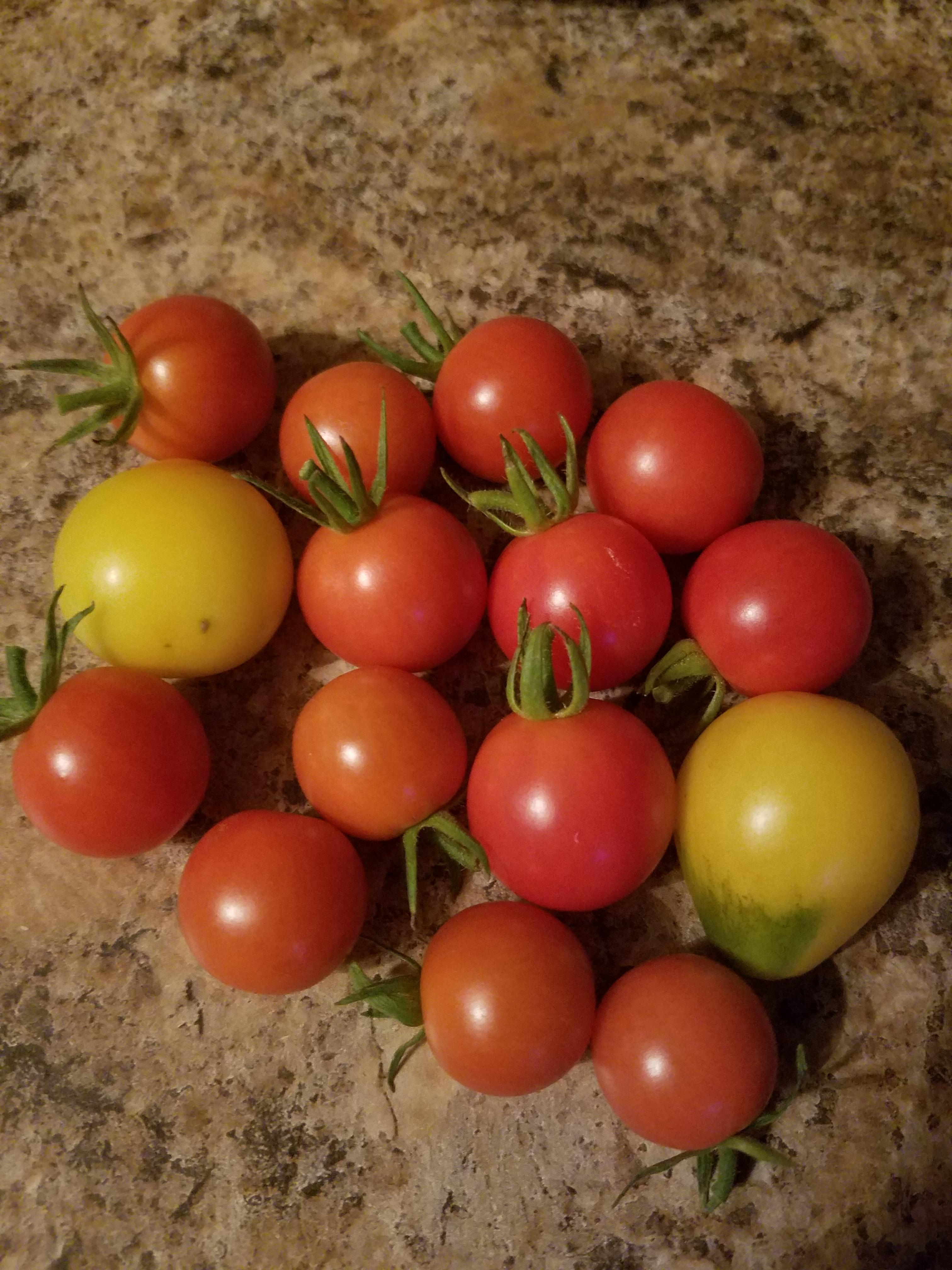 My first harvest! I love the smell of tomato plants so much I wish it