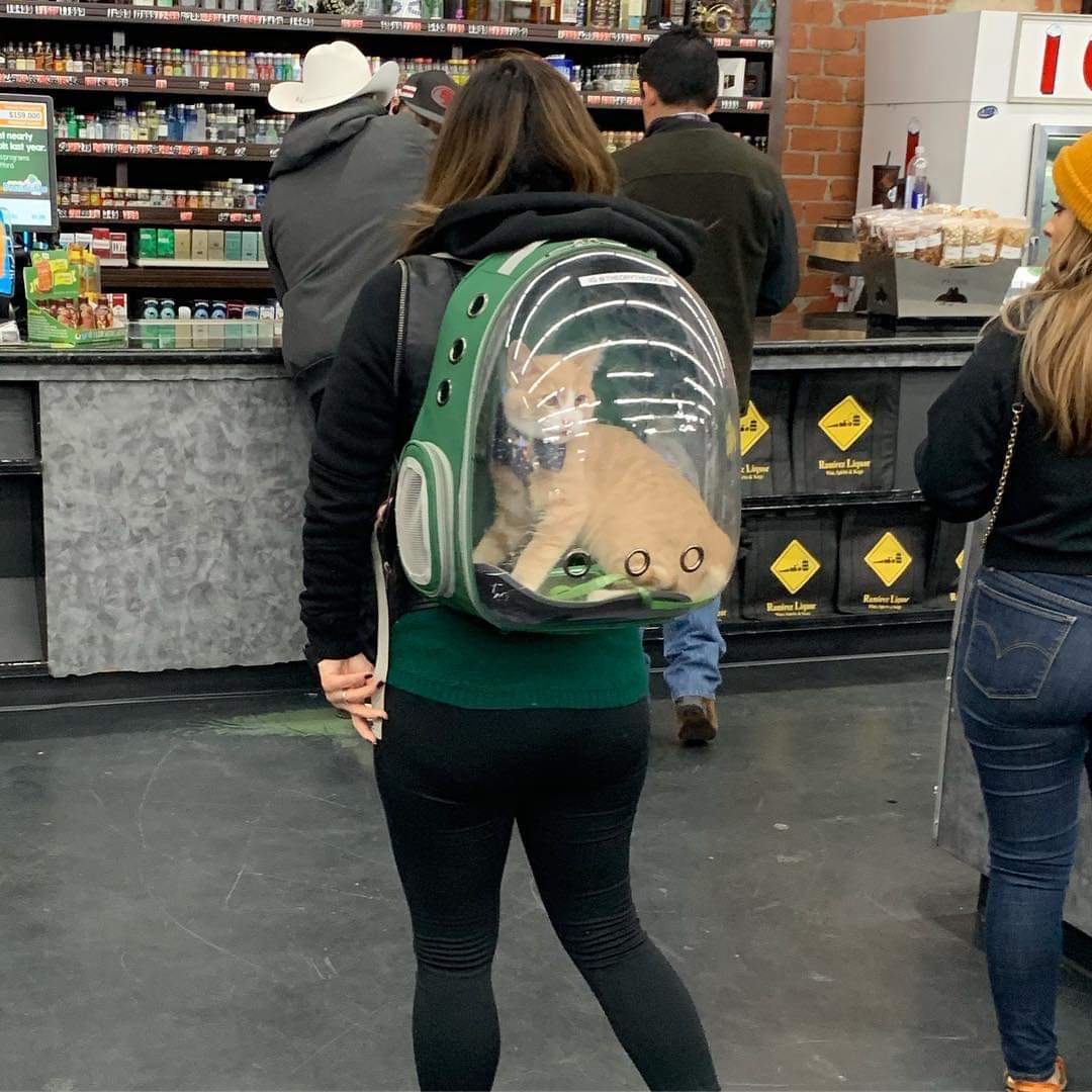 Ummm.....cat backpack?!?!?! r/ATBGE