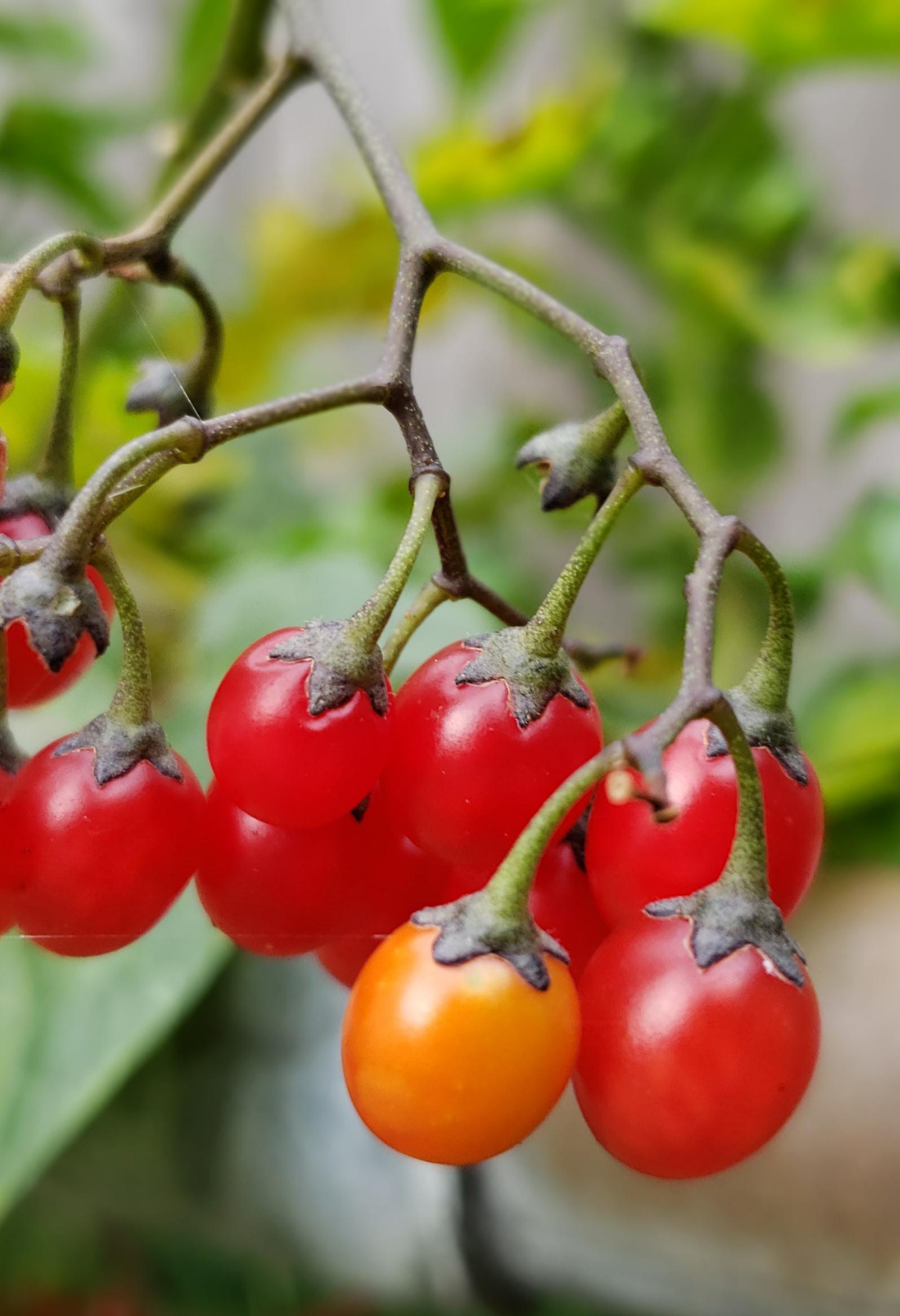 Nightshade Berries pic