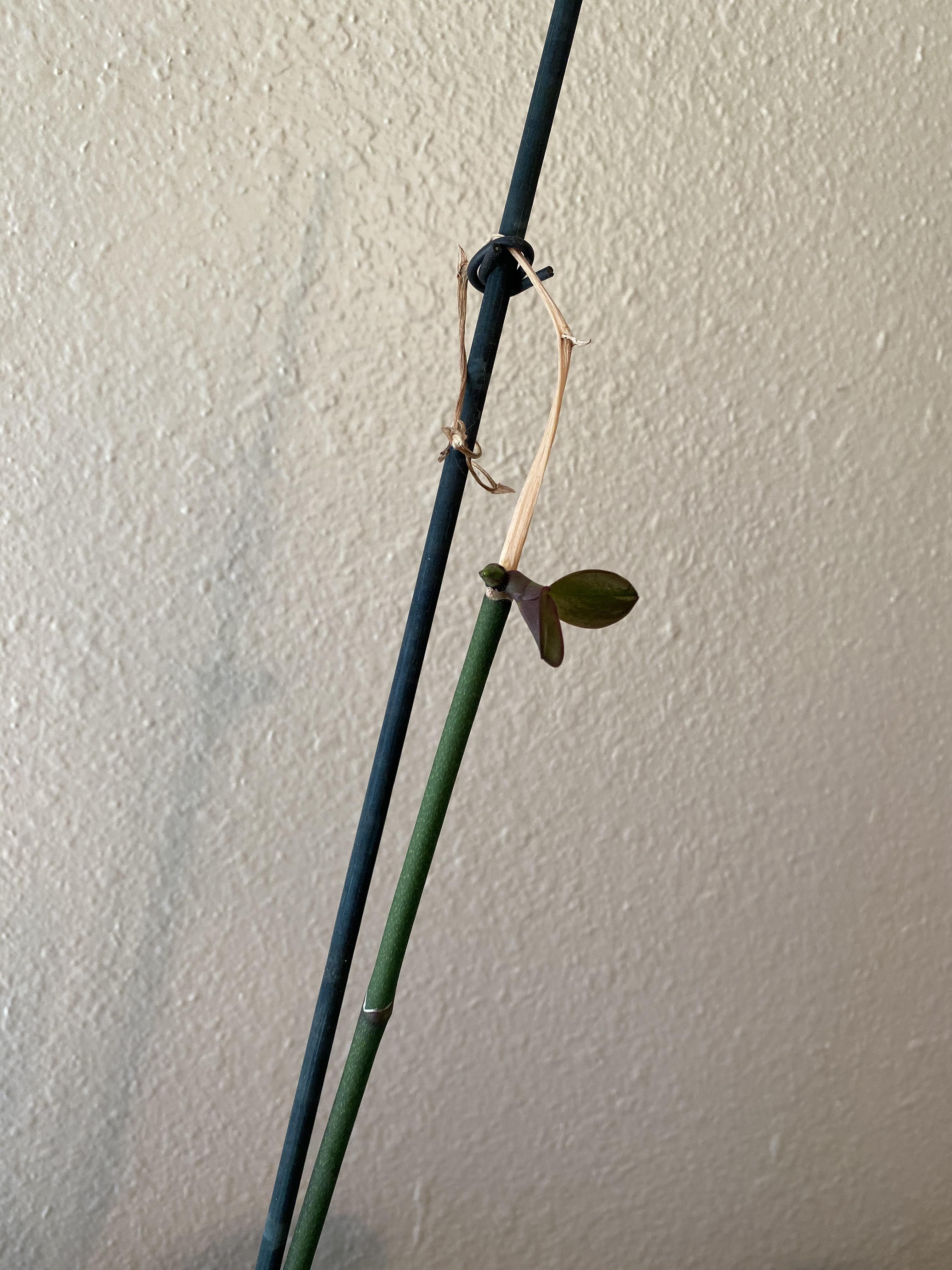 Does anyone know what’s happening to my orchid? I don’t know a whole